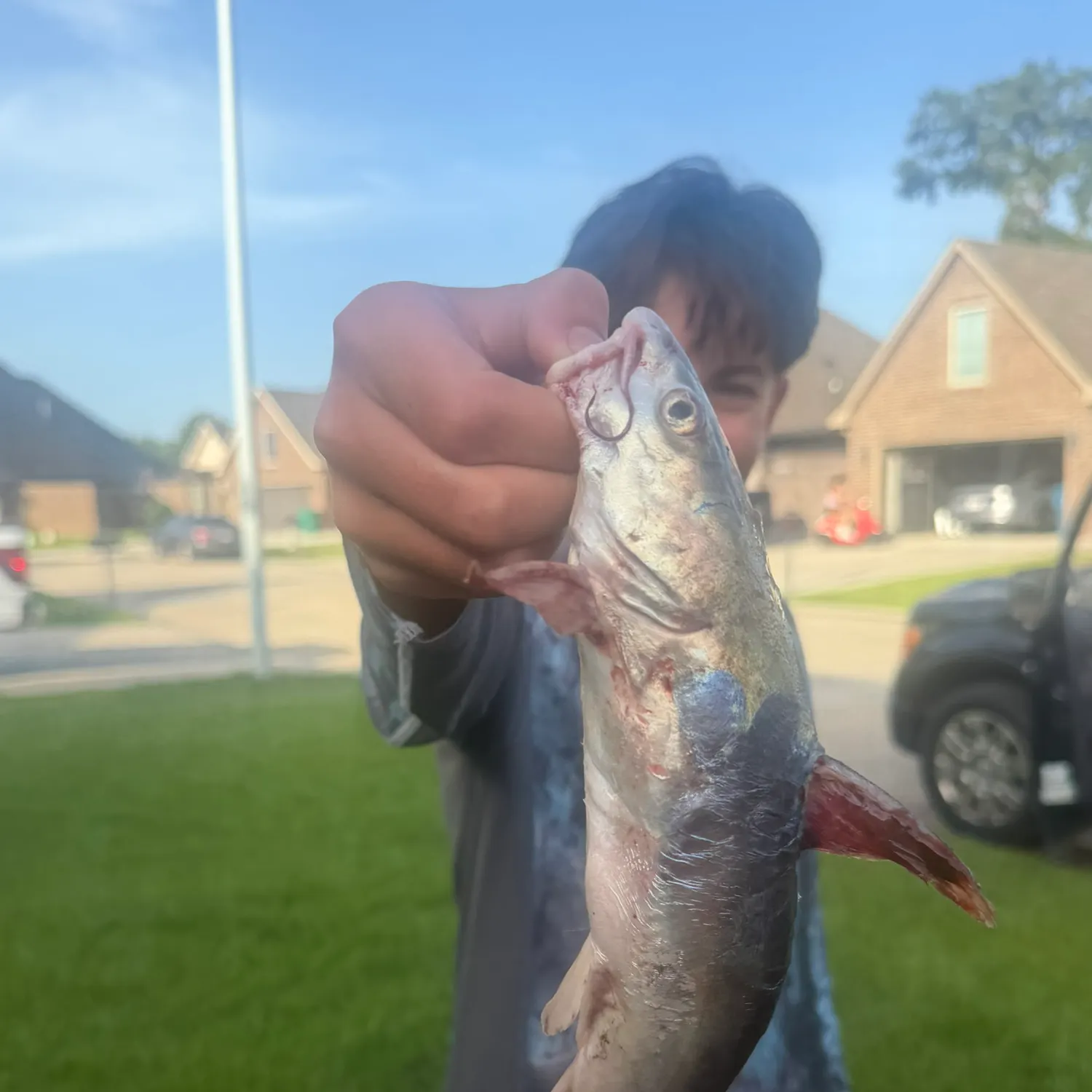 Hardhead sea catfish caught on Fishbrain