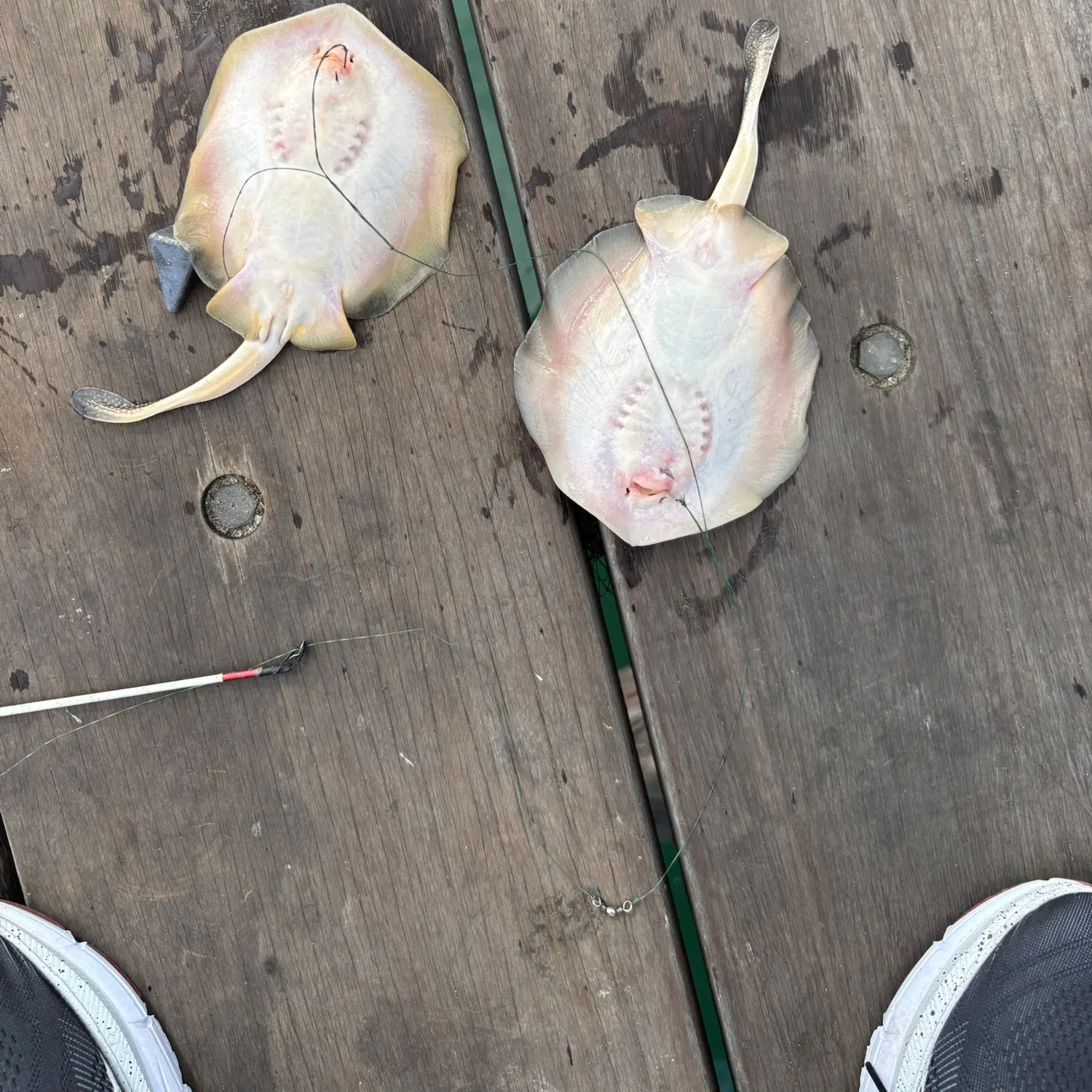 Haller's round ray caught on Fishbrain