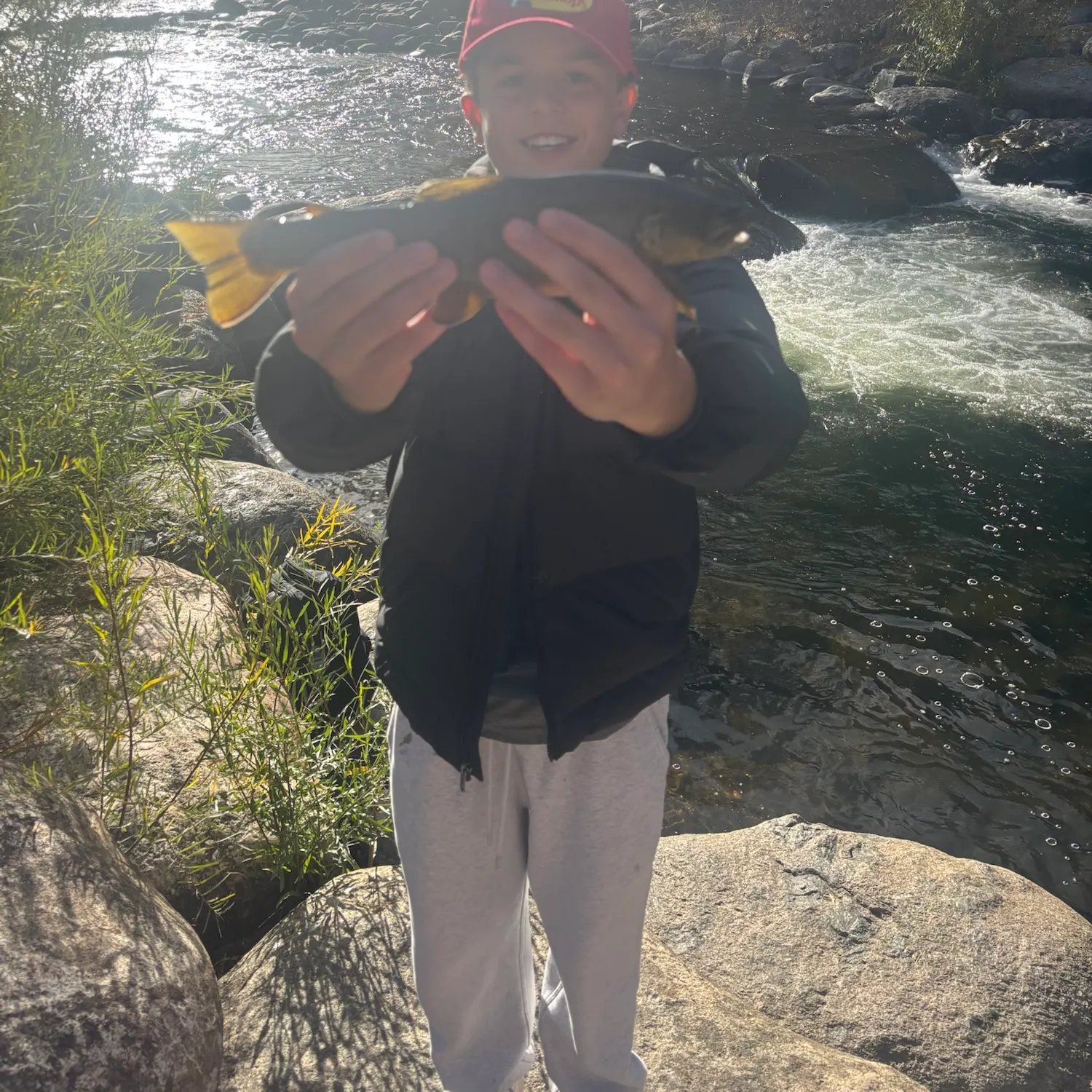 Brown trout caught on Fishbrain