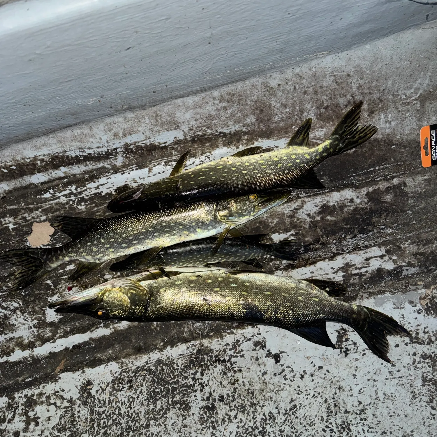 recently logged catches