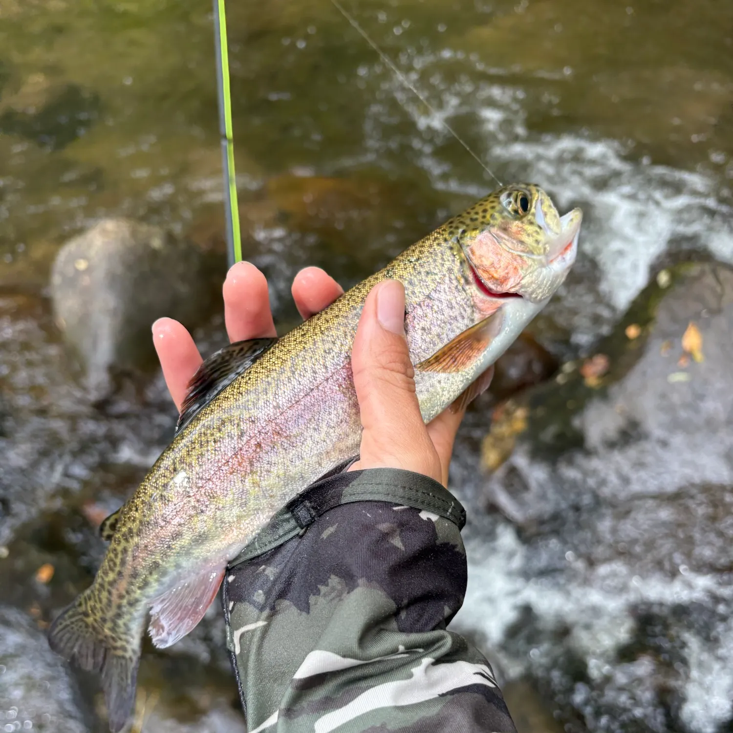 Rainbow trout caught on Fishbrain