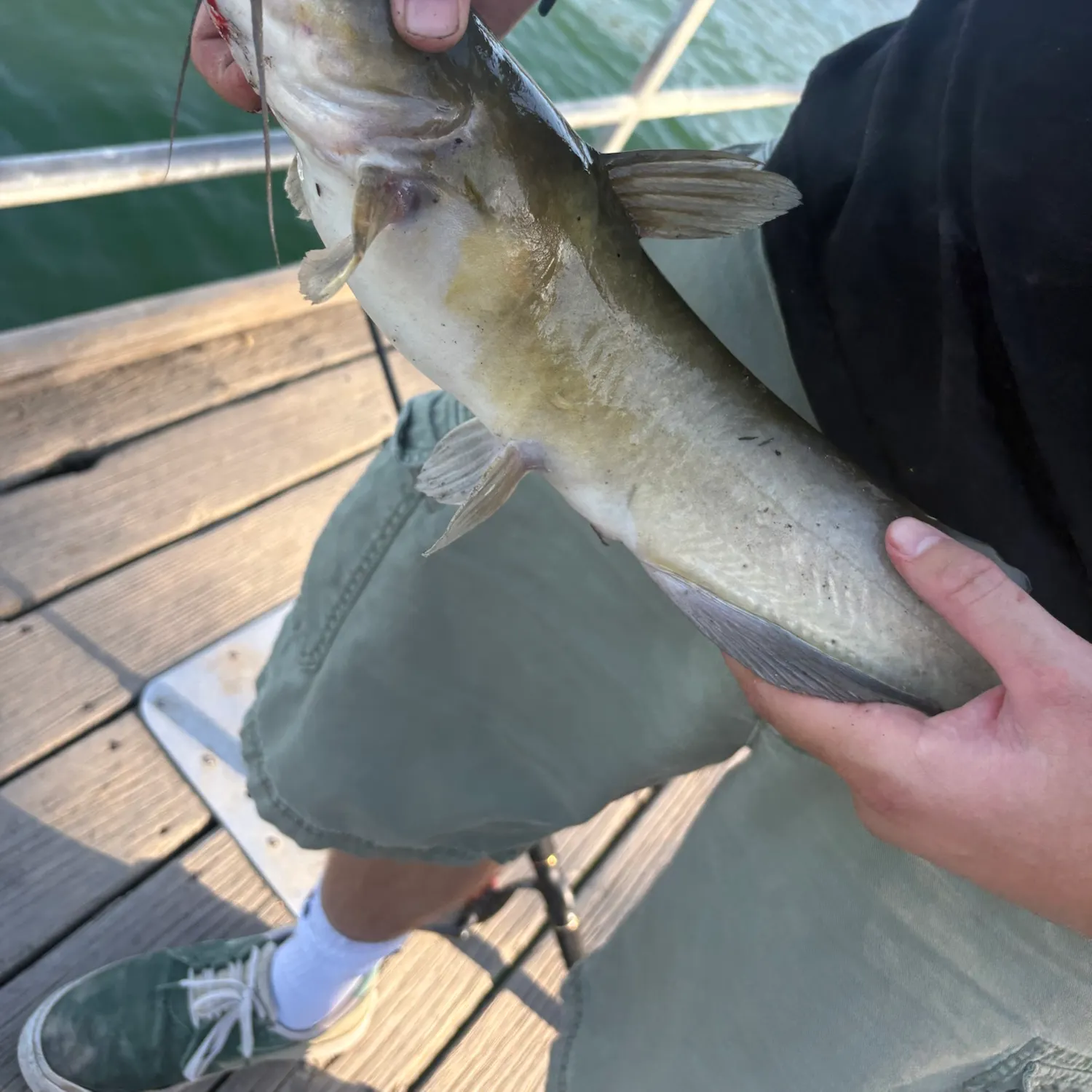 Channel catfish caught on Fishbrain
