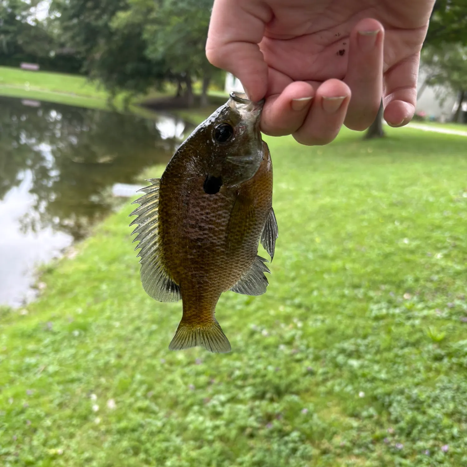 Bluegill caught on Fishbrain
