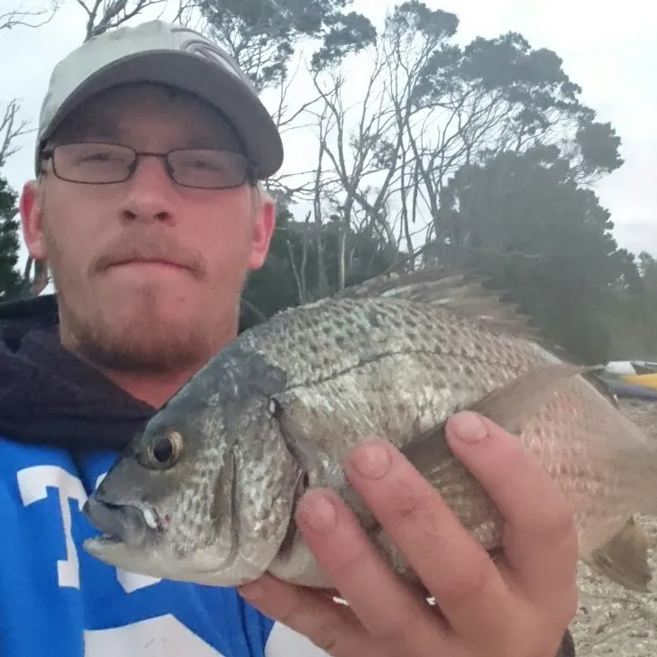 Southern black bream caught on Fishbrain