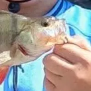 European perch caught on Fishbrain
