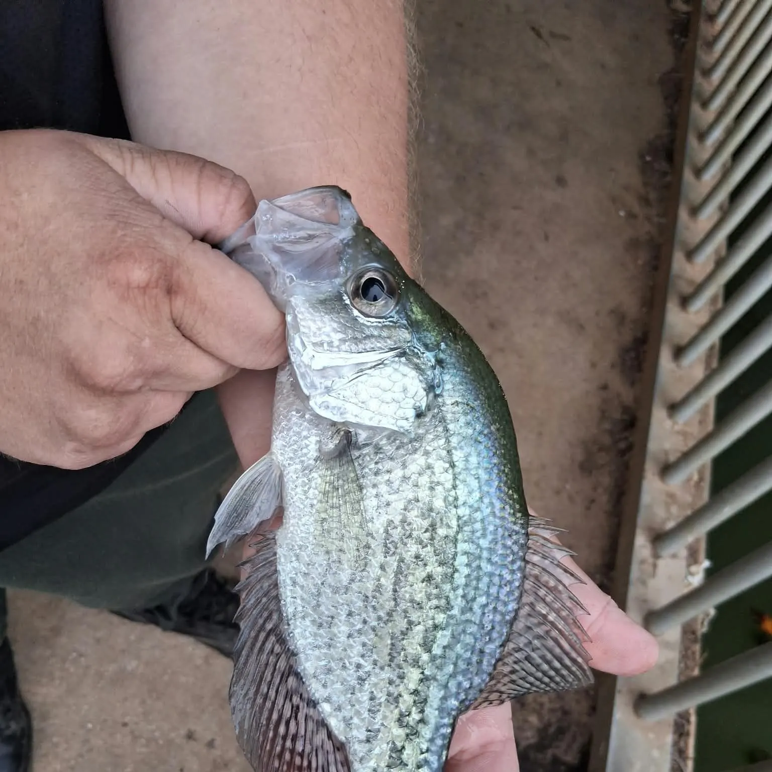 Black crappie caught on Fishbrain