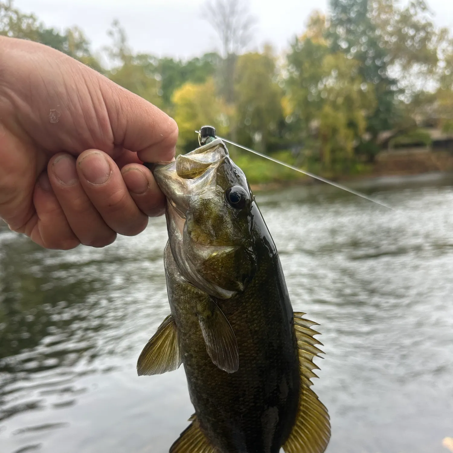 Smallmouth bass caught on Fishbrain
