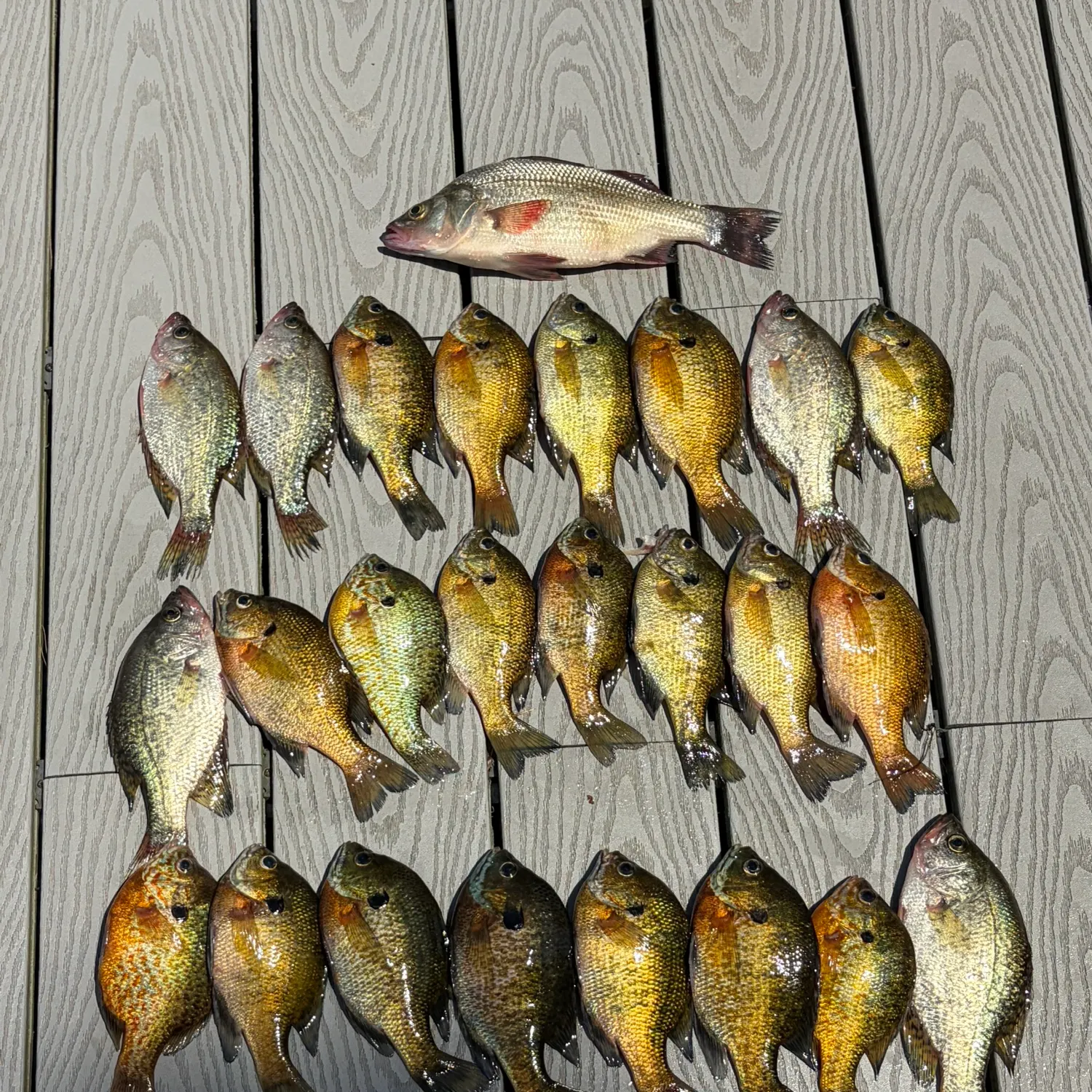 recently logged catches