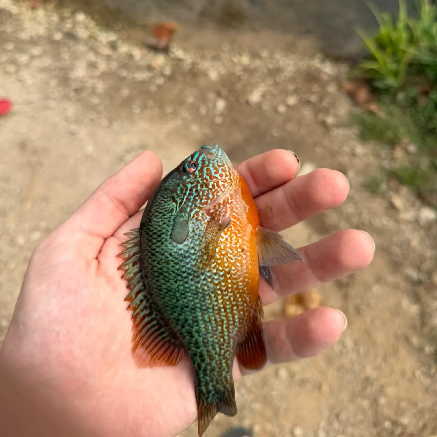 Longear sunfish caught on Fishbrain