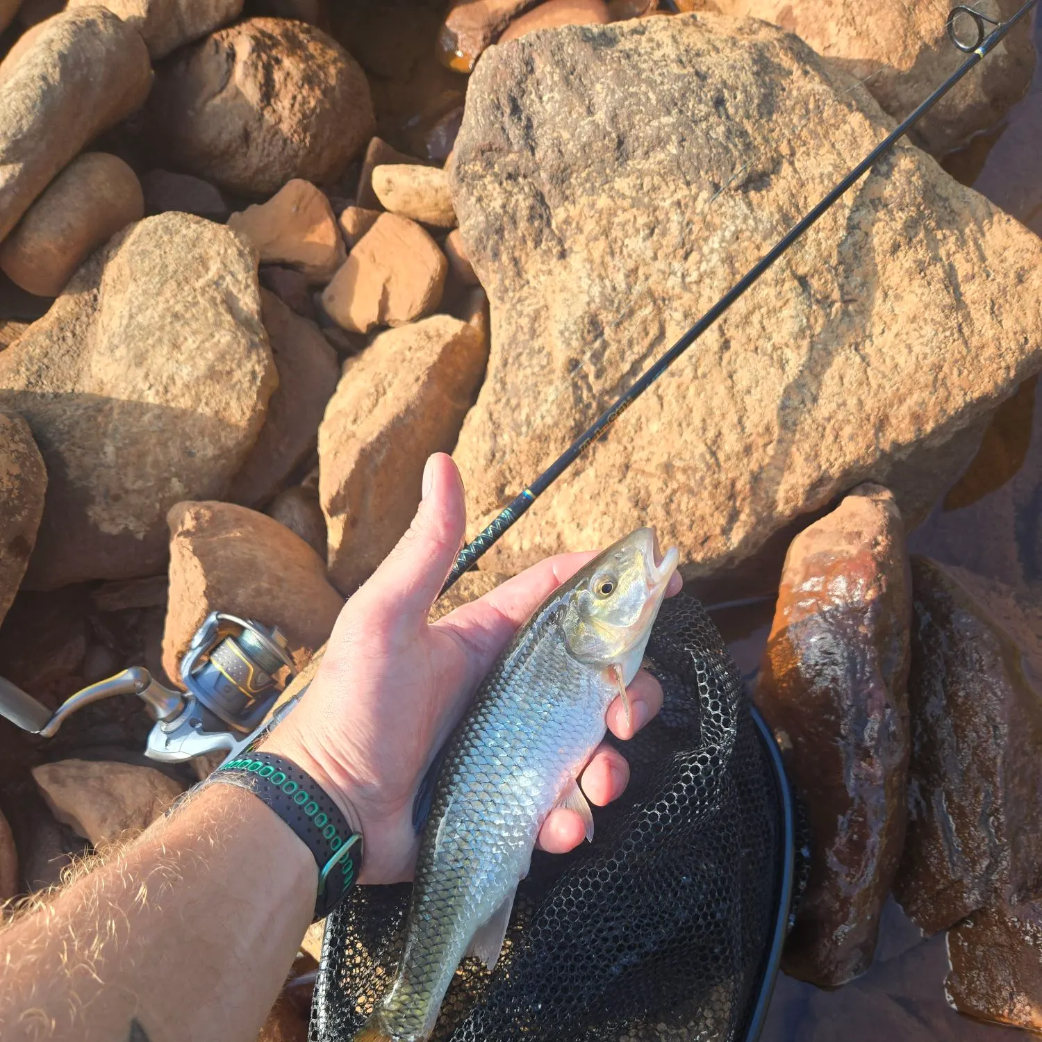 Fallfish caught on Fishbrain