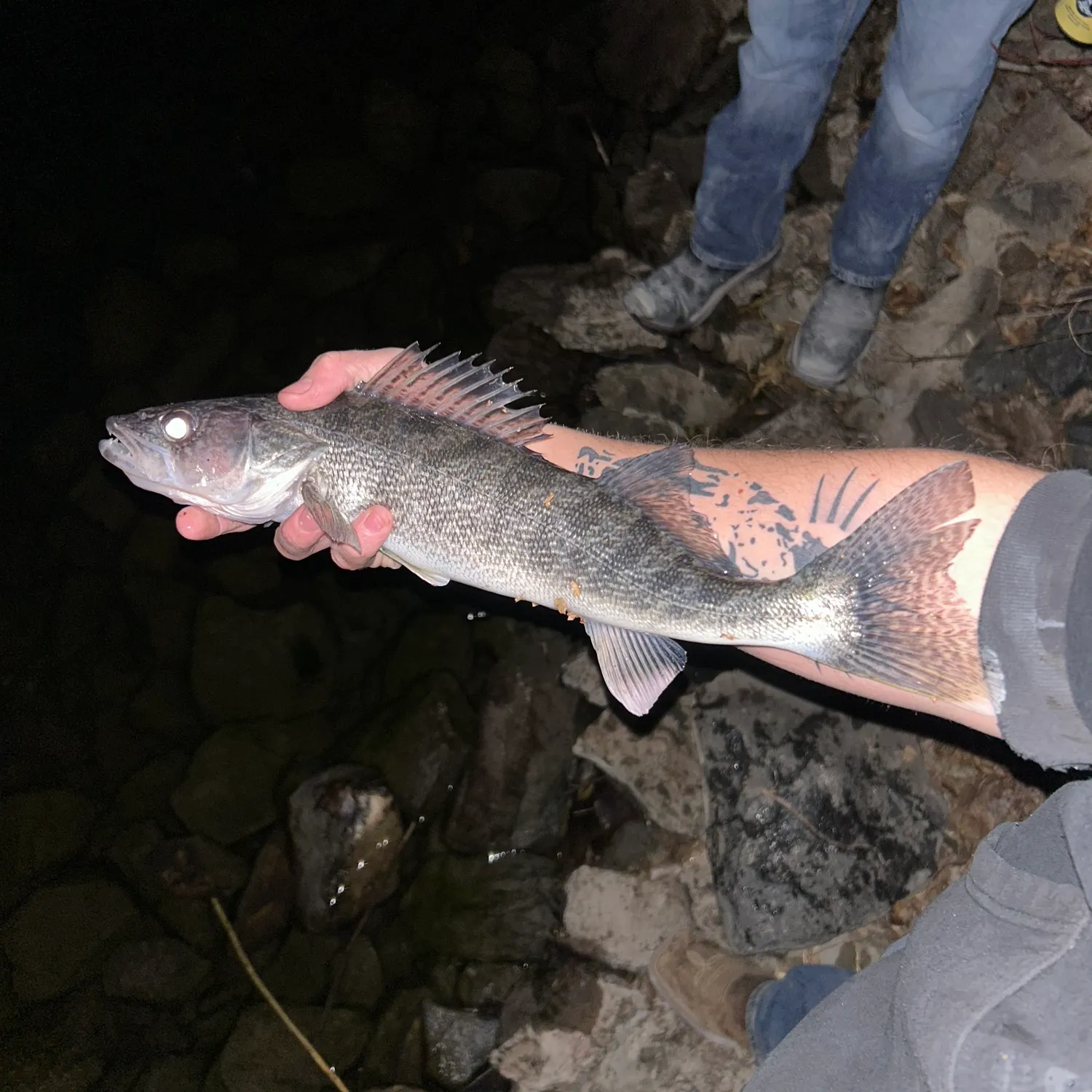 The most recent Sauger catches on Fishbrain