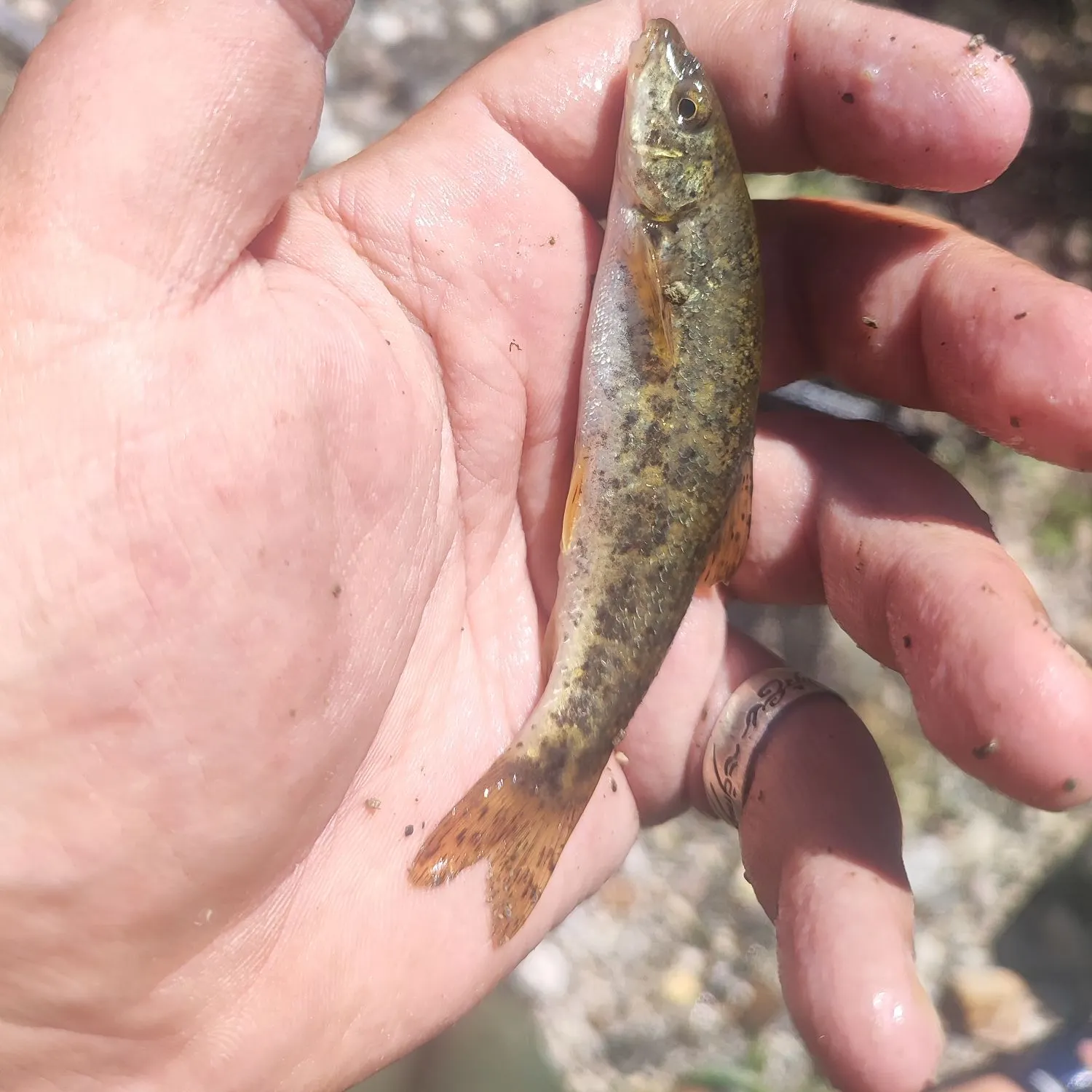 The most recent Mediterranean barbel catches on Fishbrain