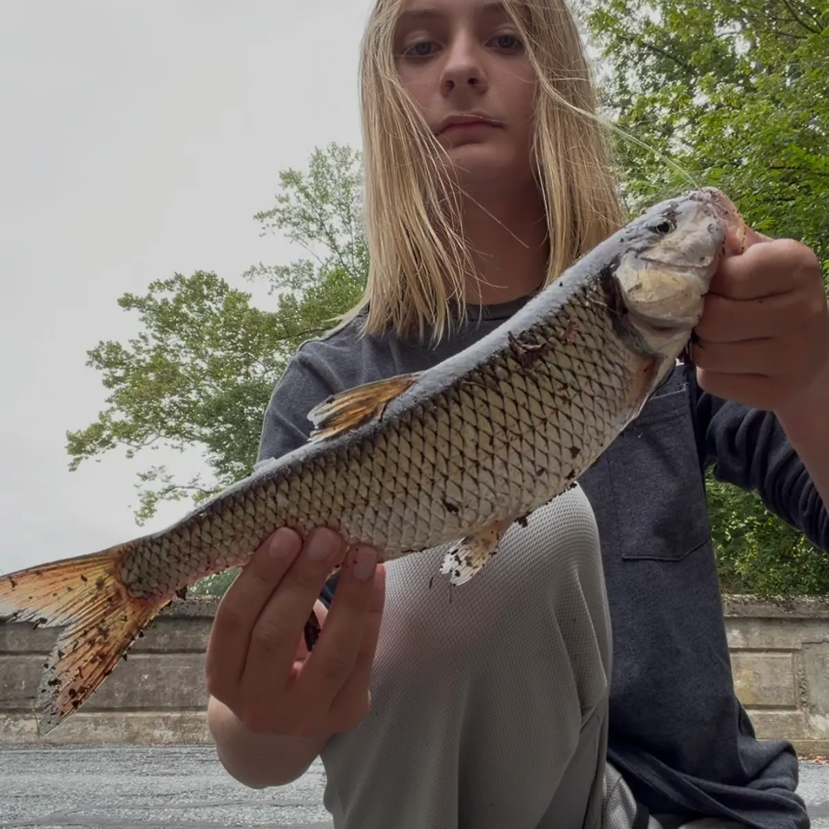 Fallfish caught on Fishbrain