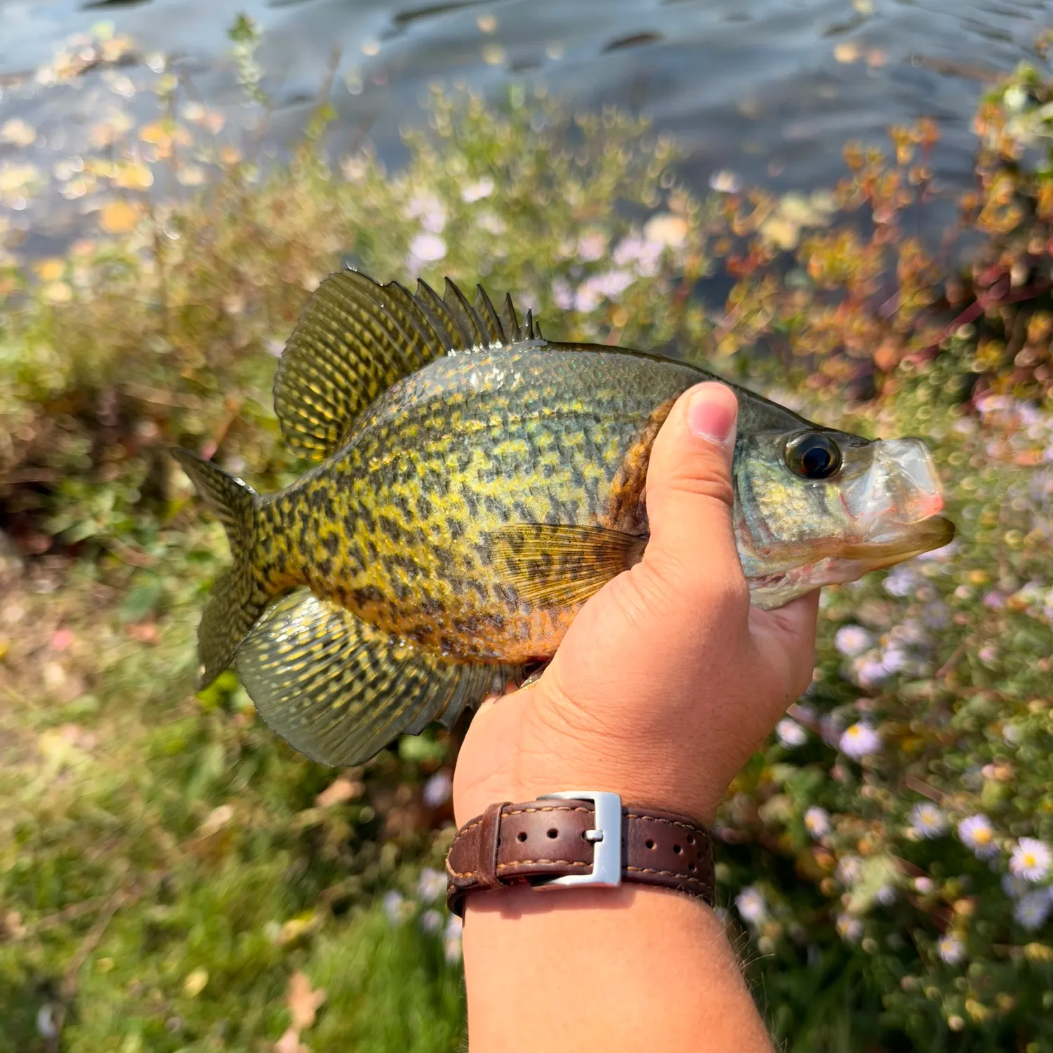 Black crappie caught on Fishbrain