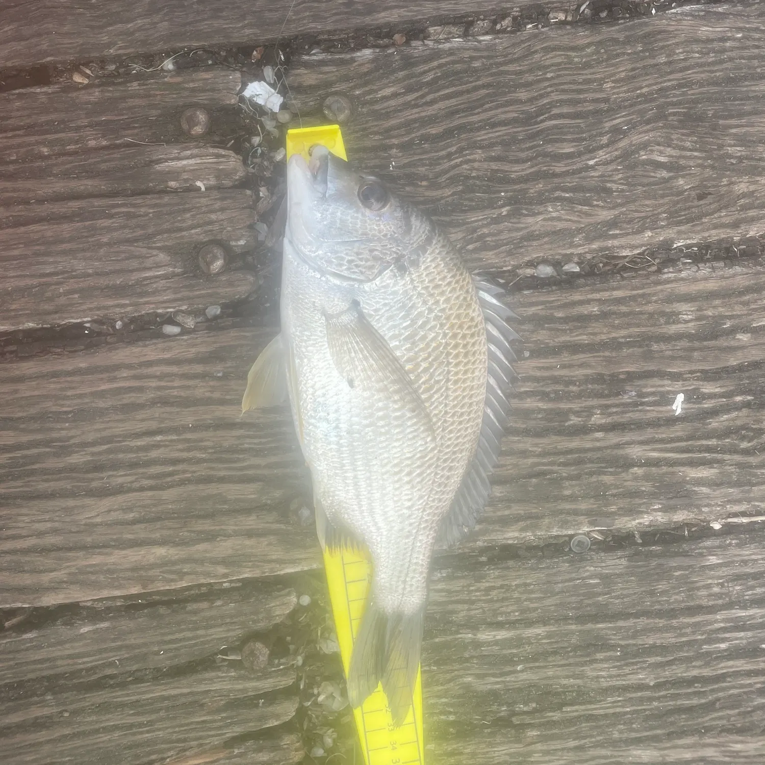 The most recent Surf bream catches on Fishbrain