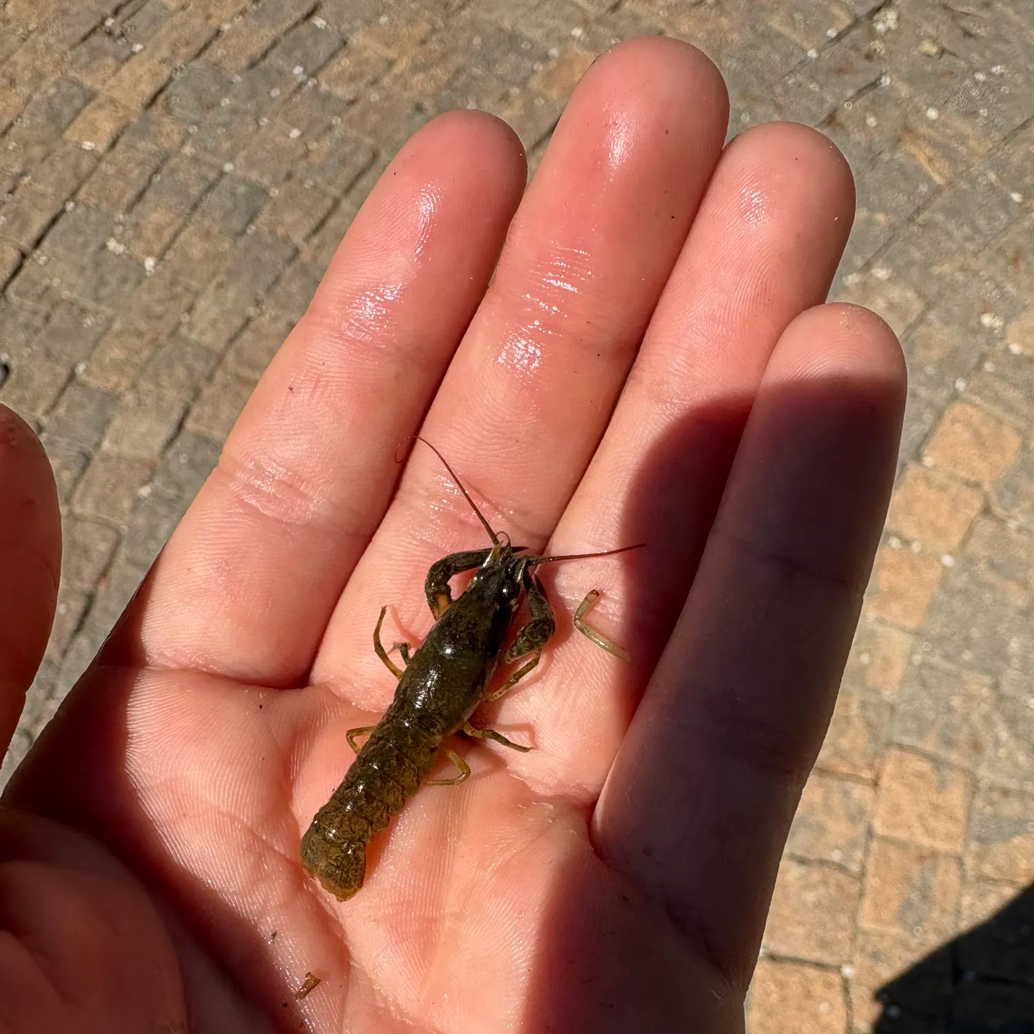 Signal crayfish caught on Fishbrain