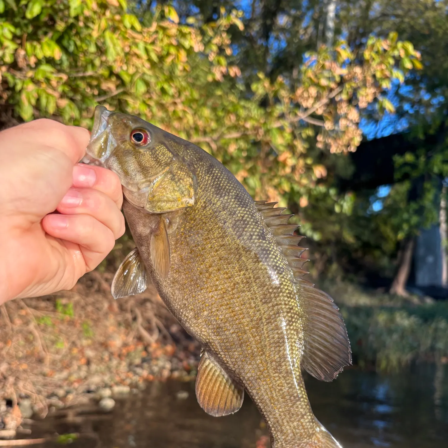 Smallmouth bass caught on Fishbrain