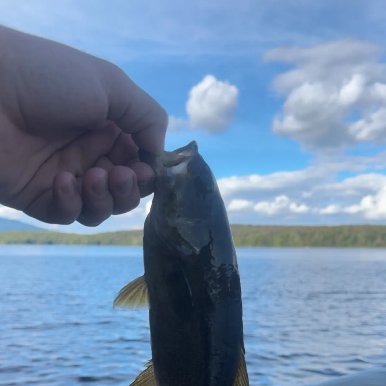 Smallmouth bass caught on Fishbrain