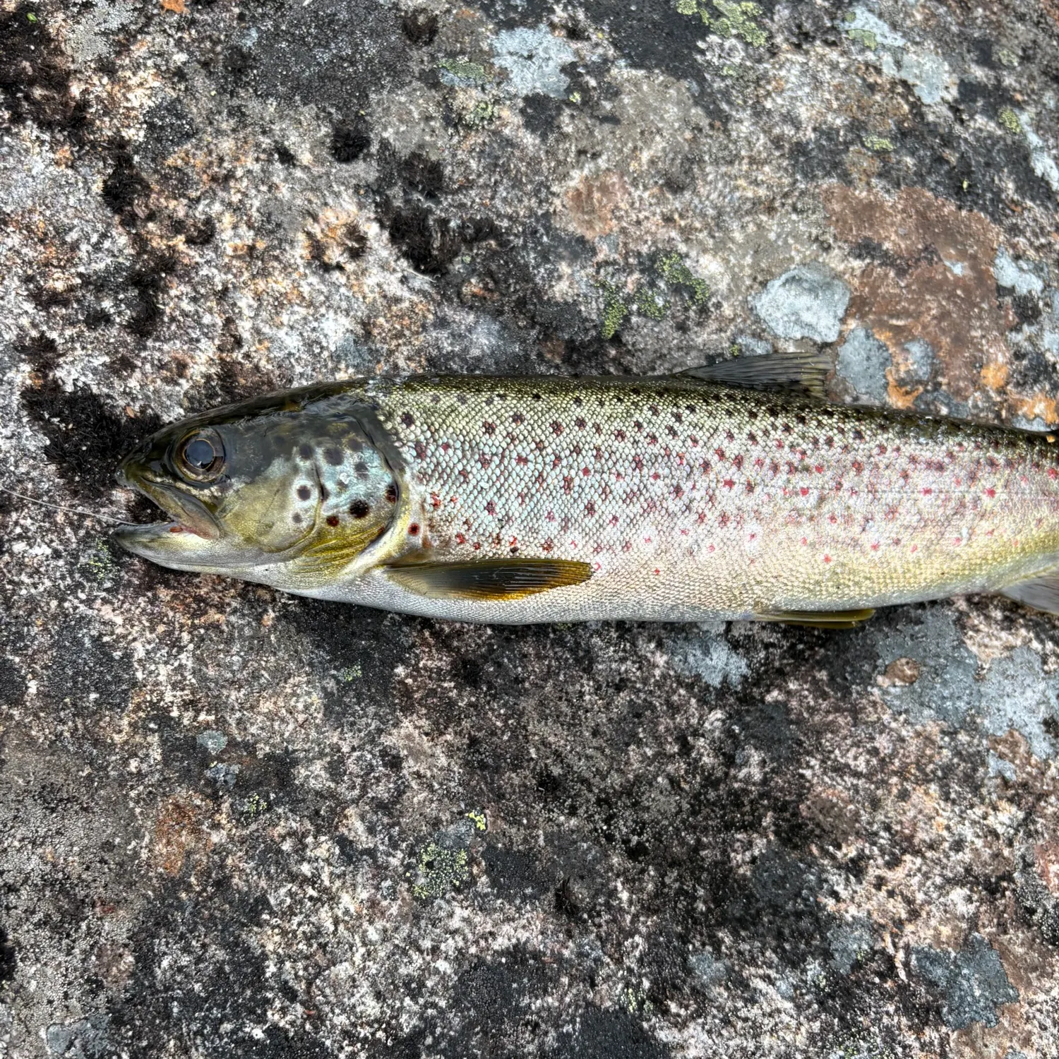 Lake trout caught on Fishbrain