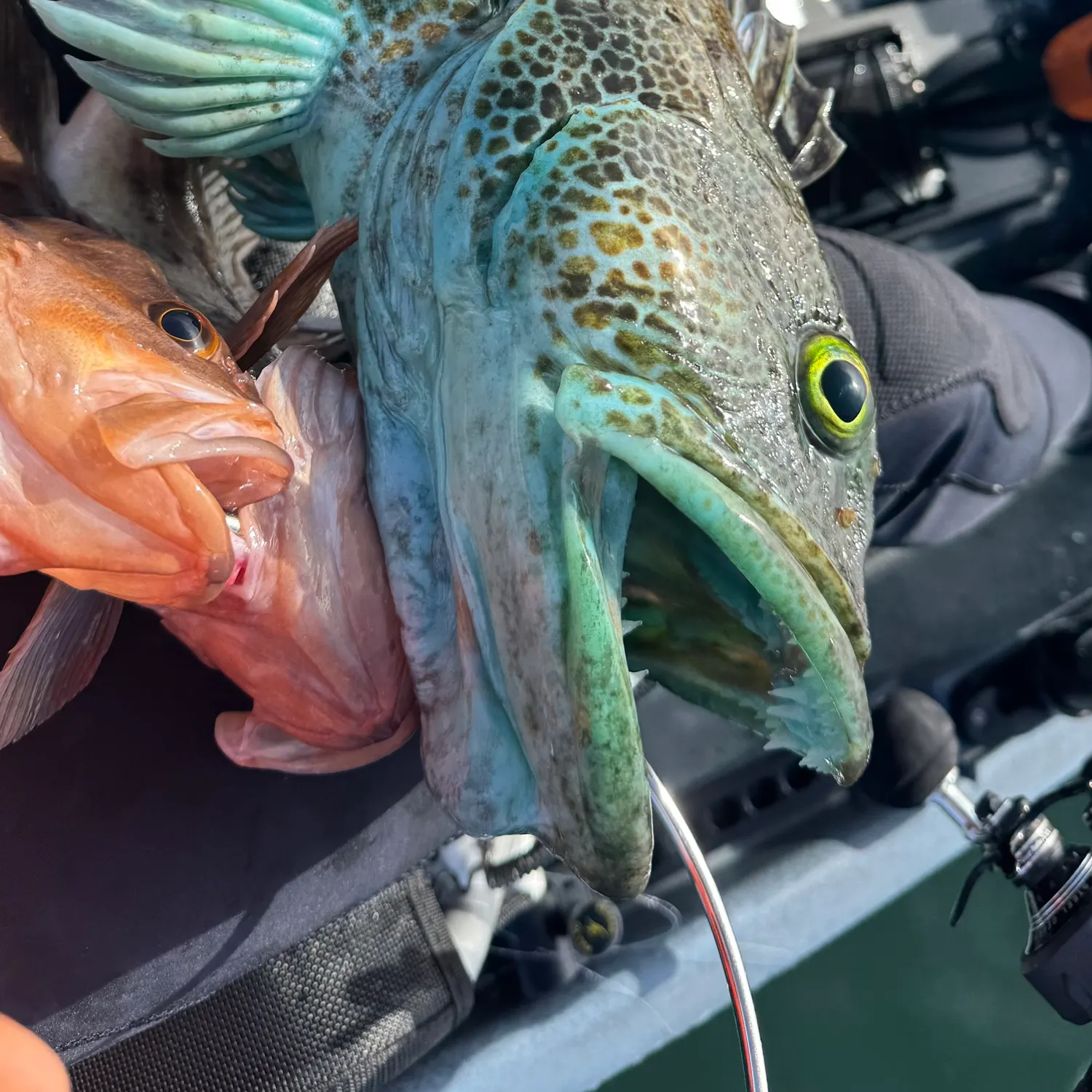 most liked catch image