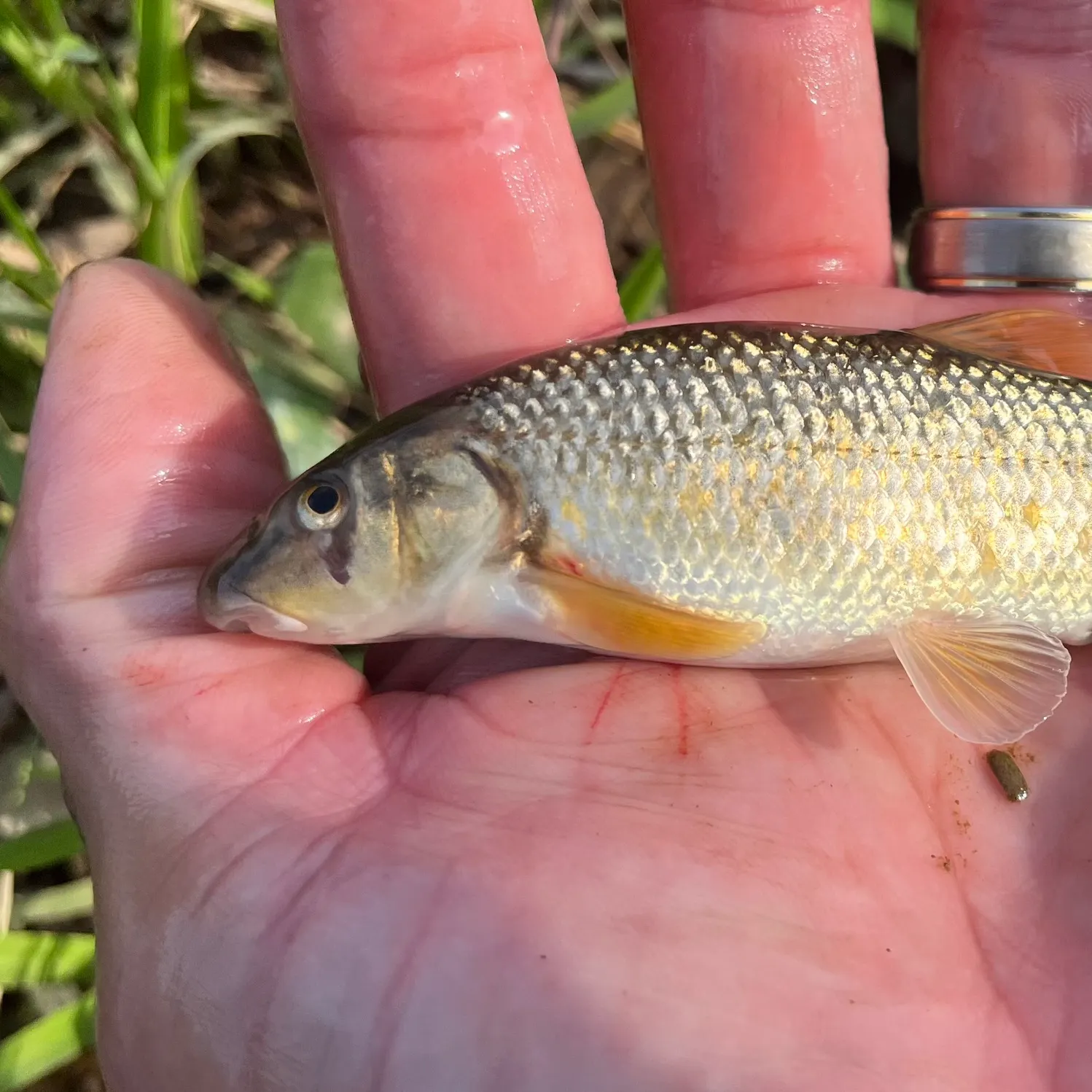 The most recent Largescale stoneroller catches on Fishbrain