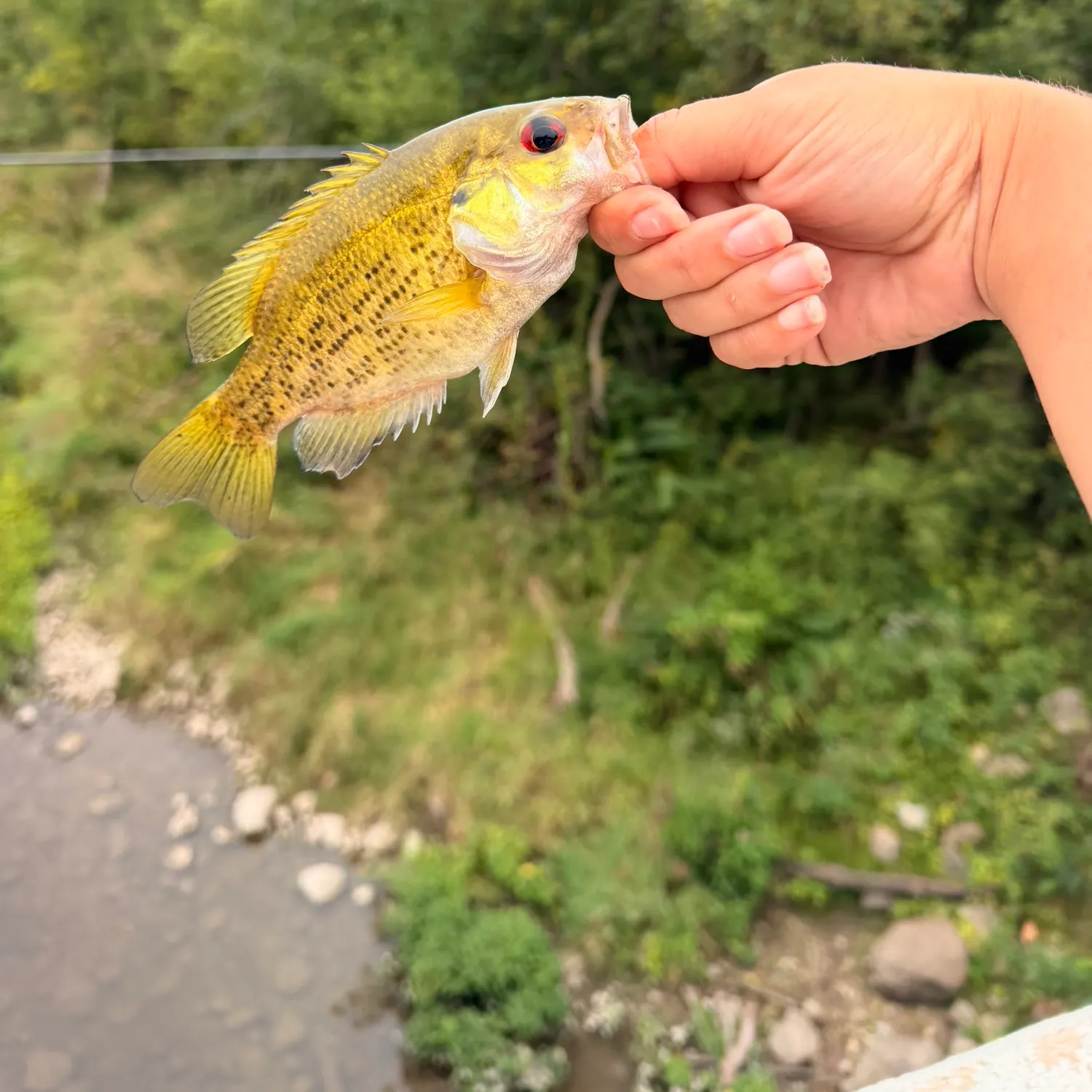 Rock bass caught on Fishbrain