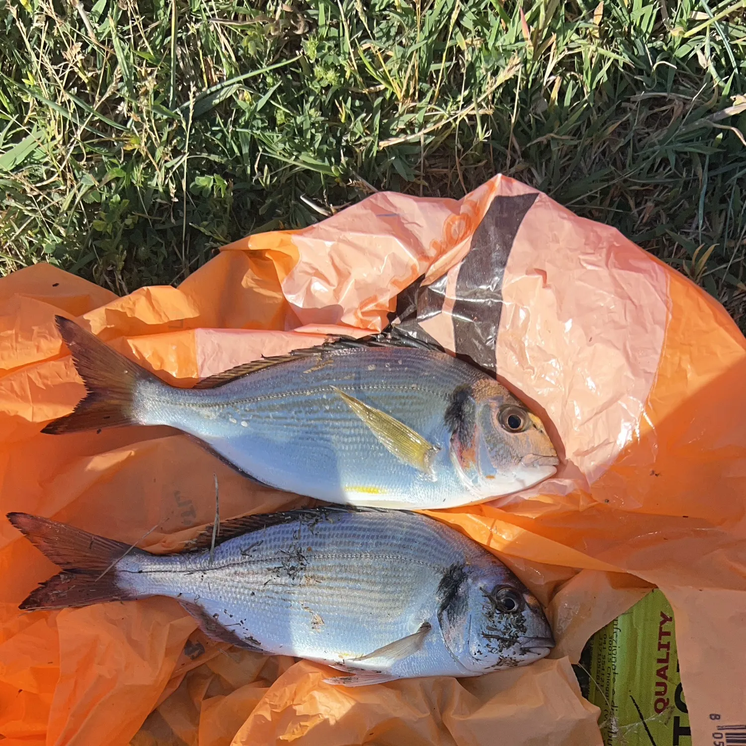 The most recent Gilthead seabream catches on Fishbrain
