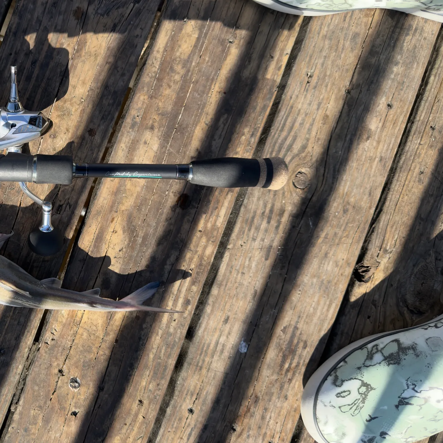 Gafftopsail sea catfish caught on Fishbrain