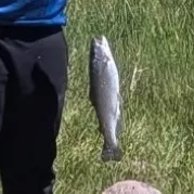 Rainbow trout caught on Fishbrain