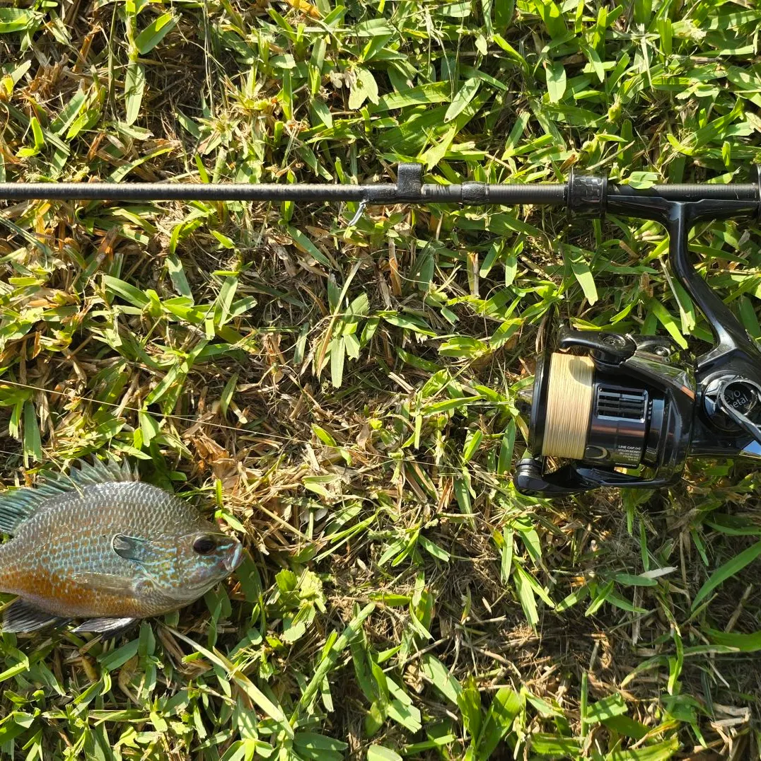 The most recent Plains longear sunfish catches on Fishbrain