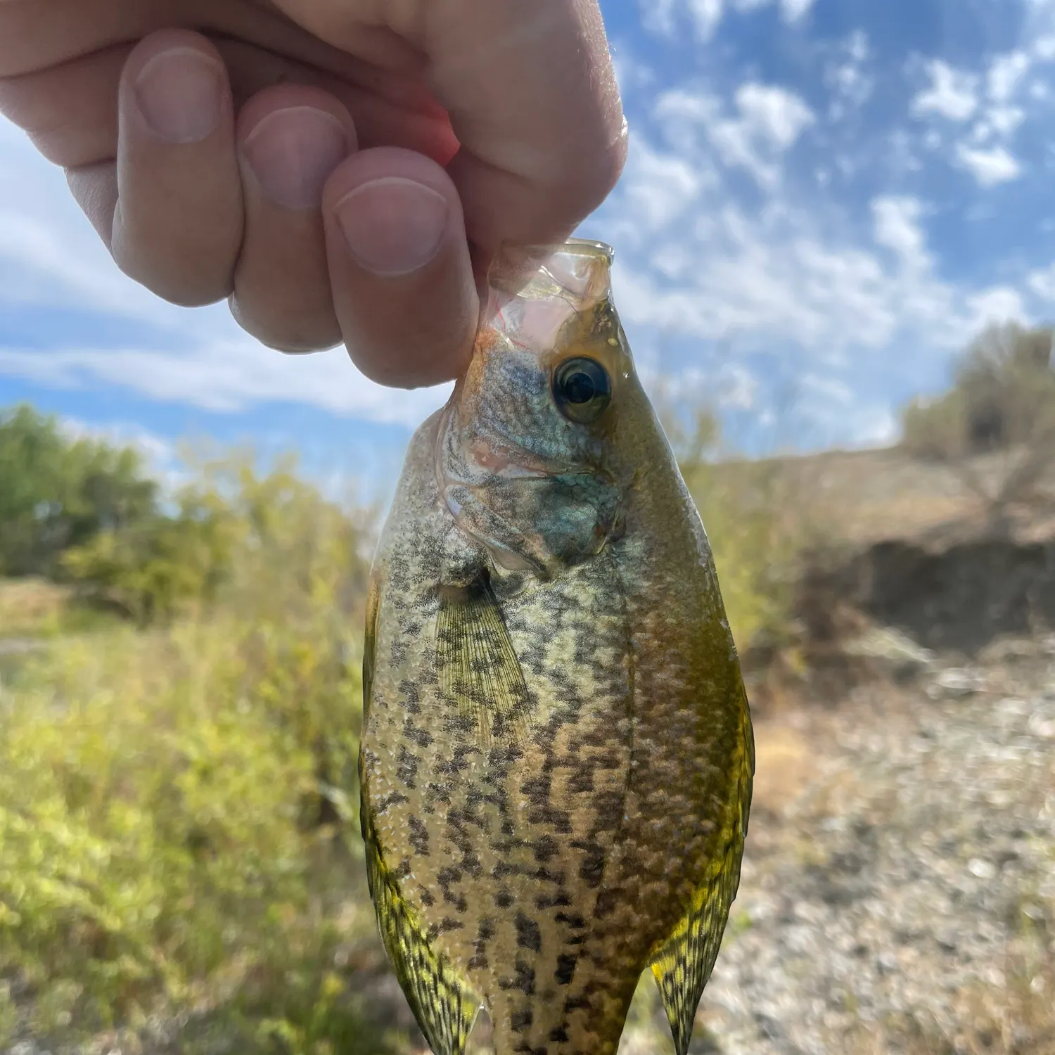 Black crappie caught on Fishbrain