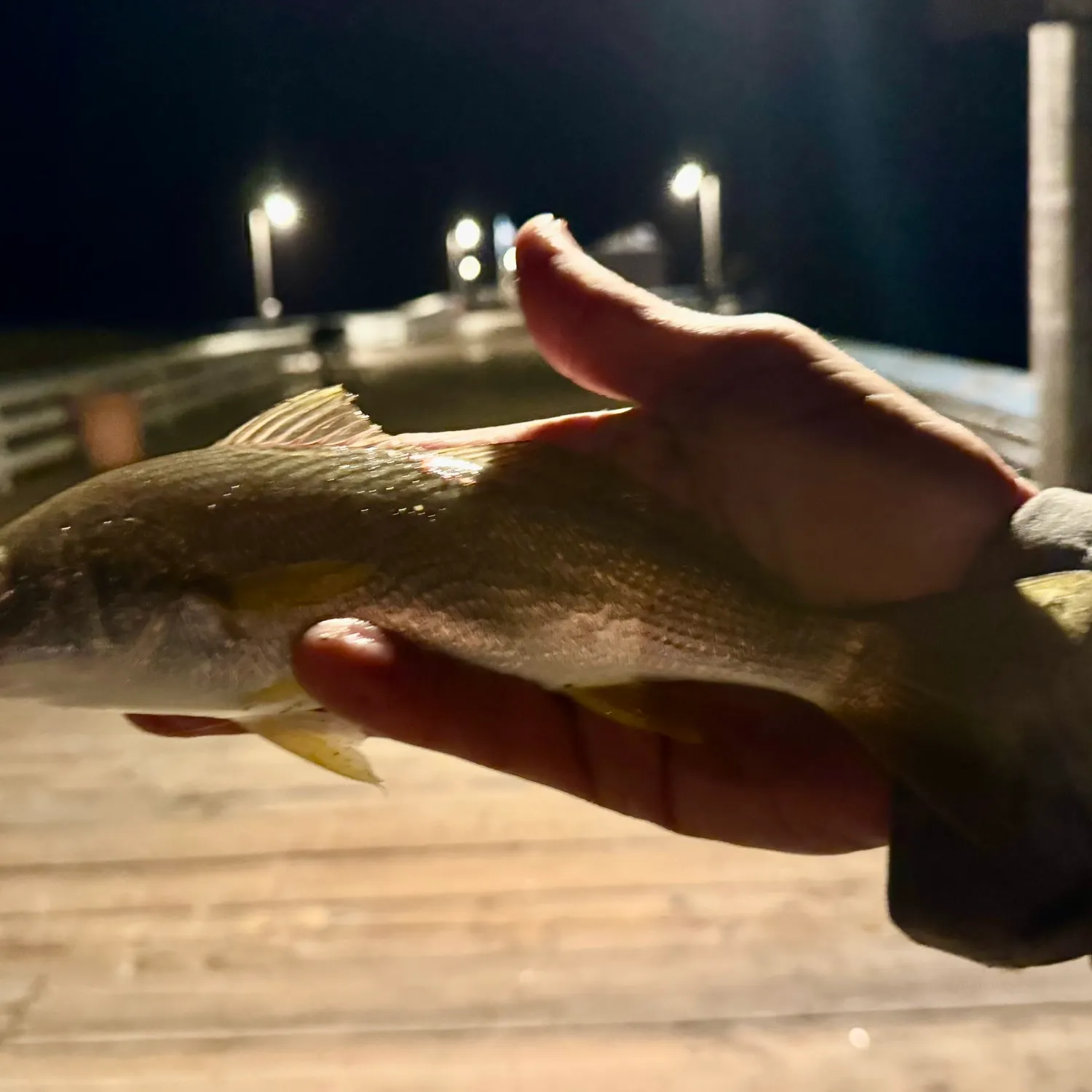 The most recent Yellowfin croaker catches on Fishbrain