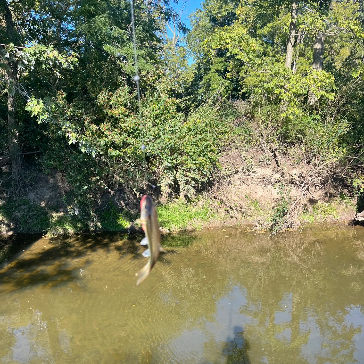 Creek chub caught on Fishbrain