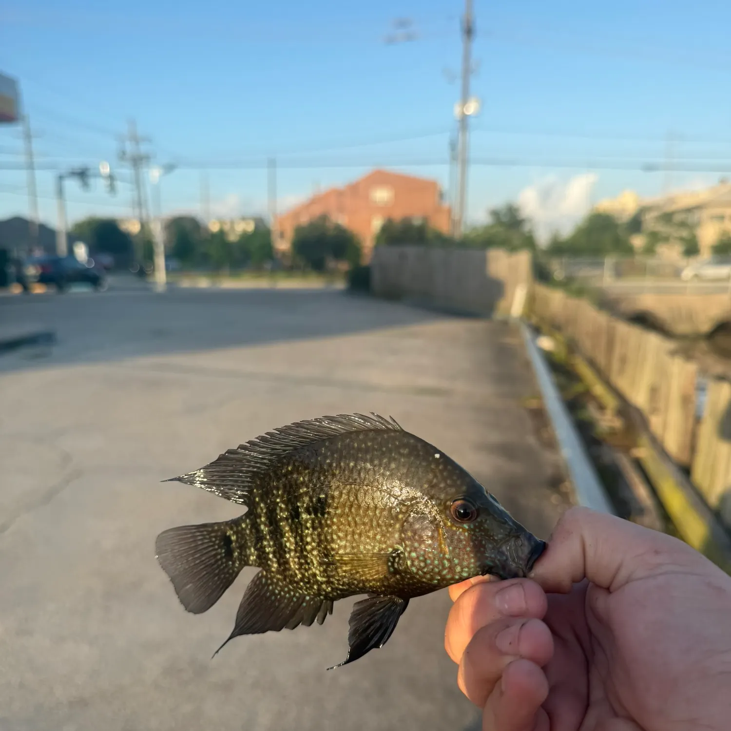 catch