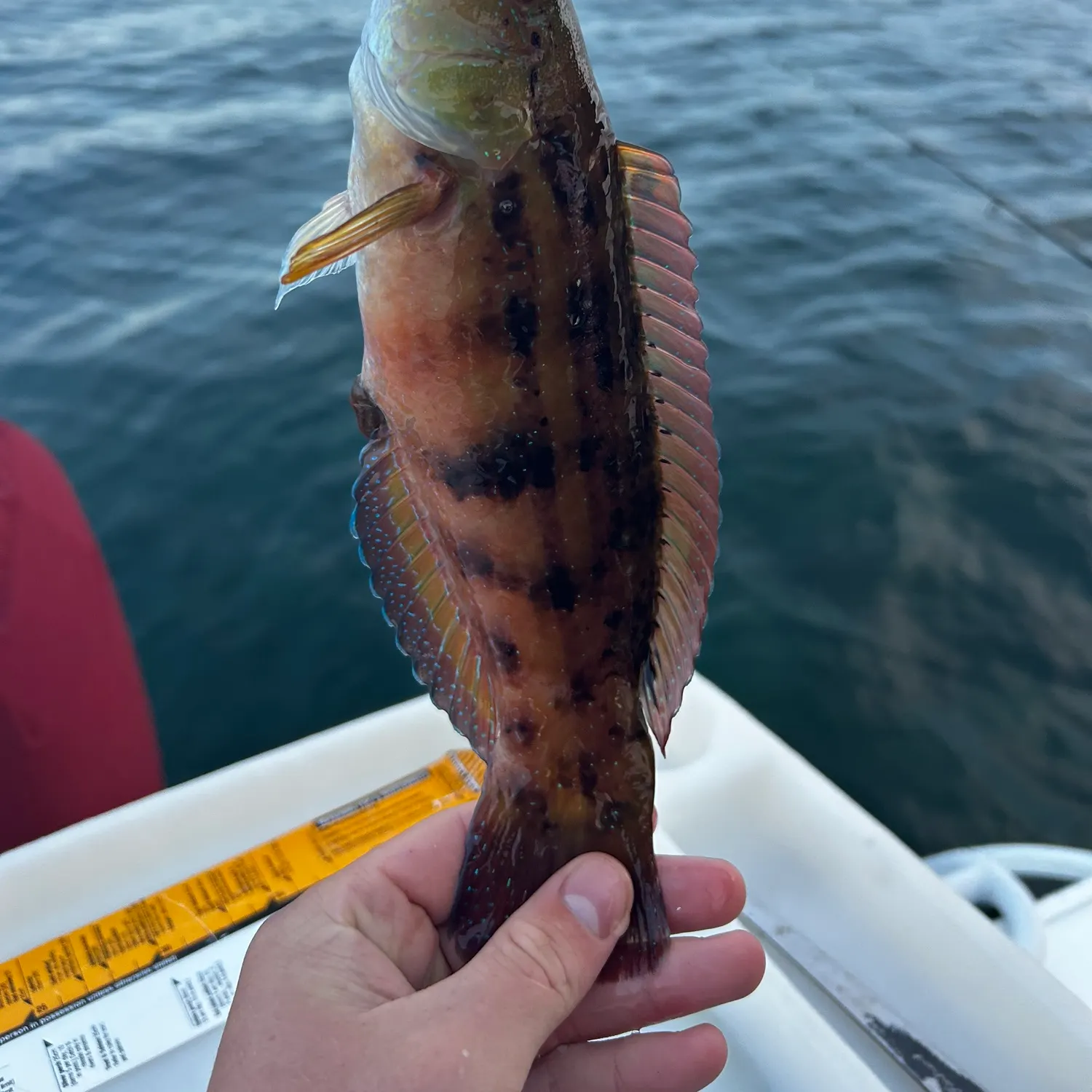 The most recent Blue weed whiting catches on Fishbrain