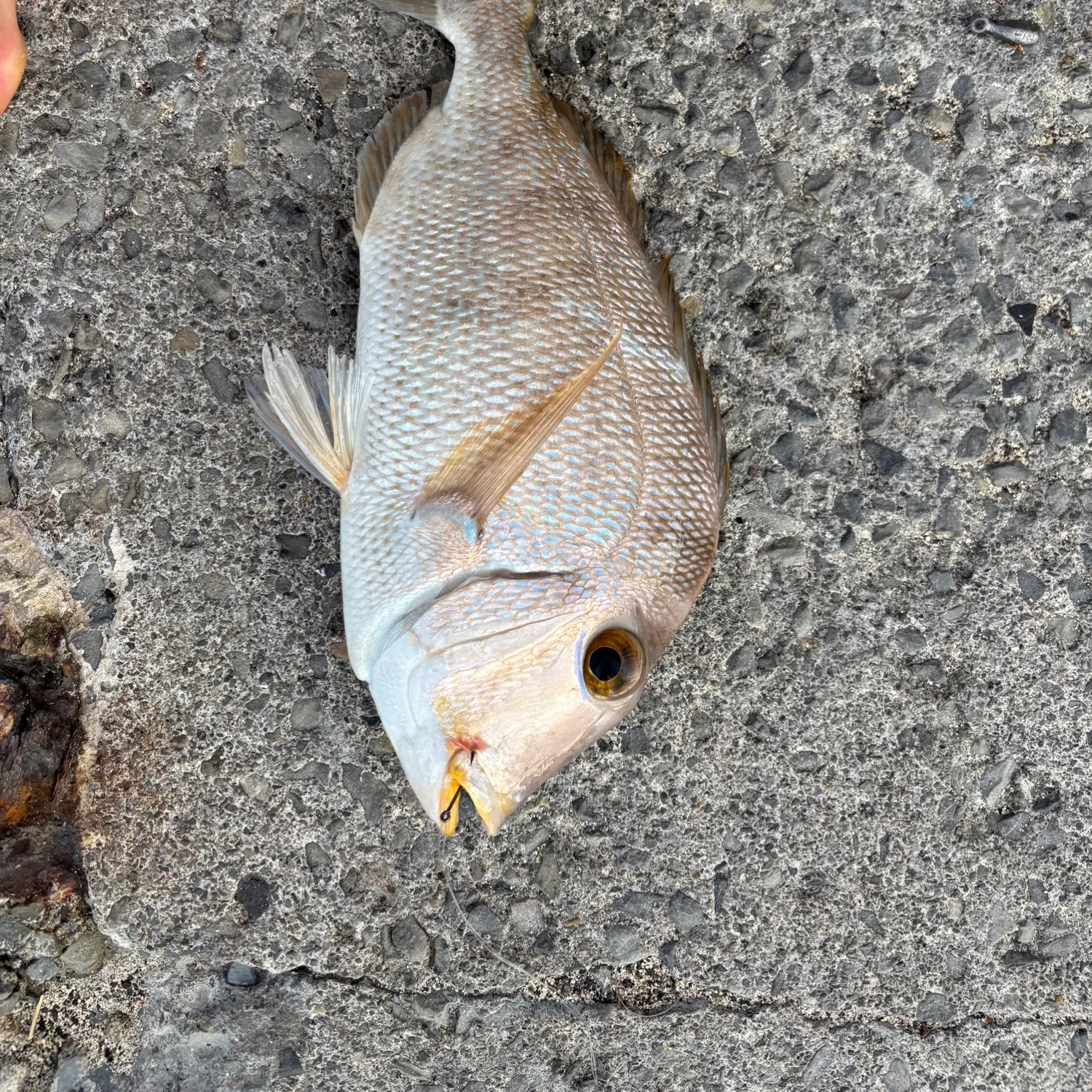 Littlehead Porgy caught on Fishbrain