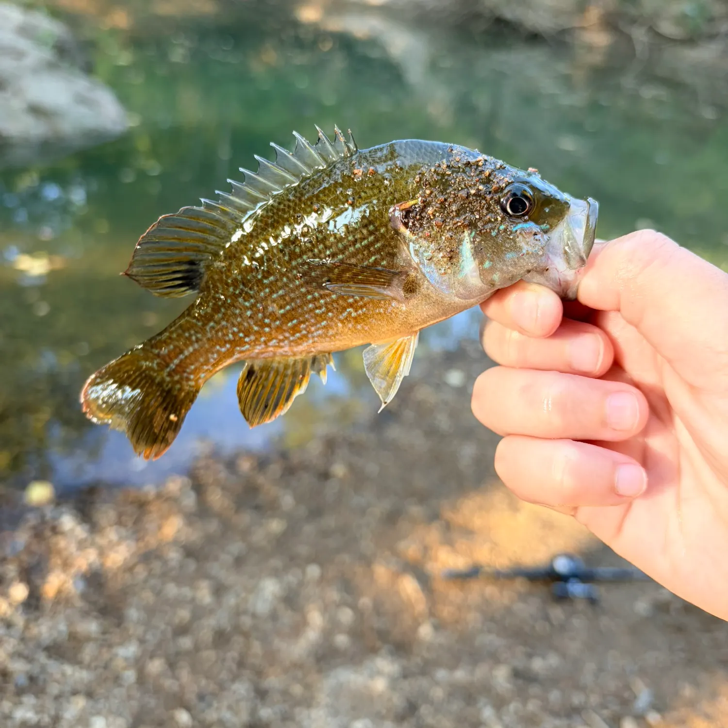 Green sunfish caught on Fishbrain