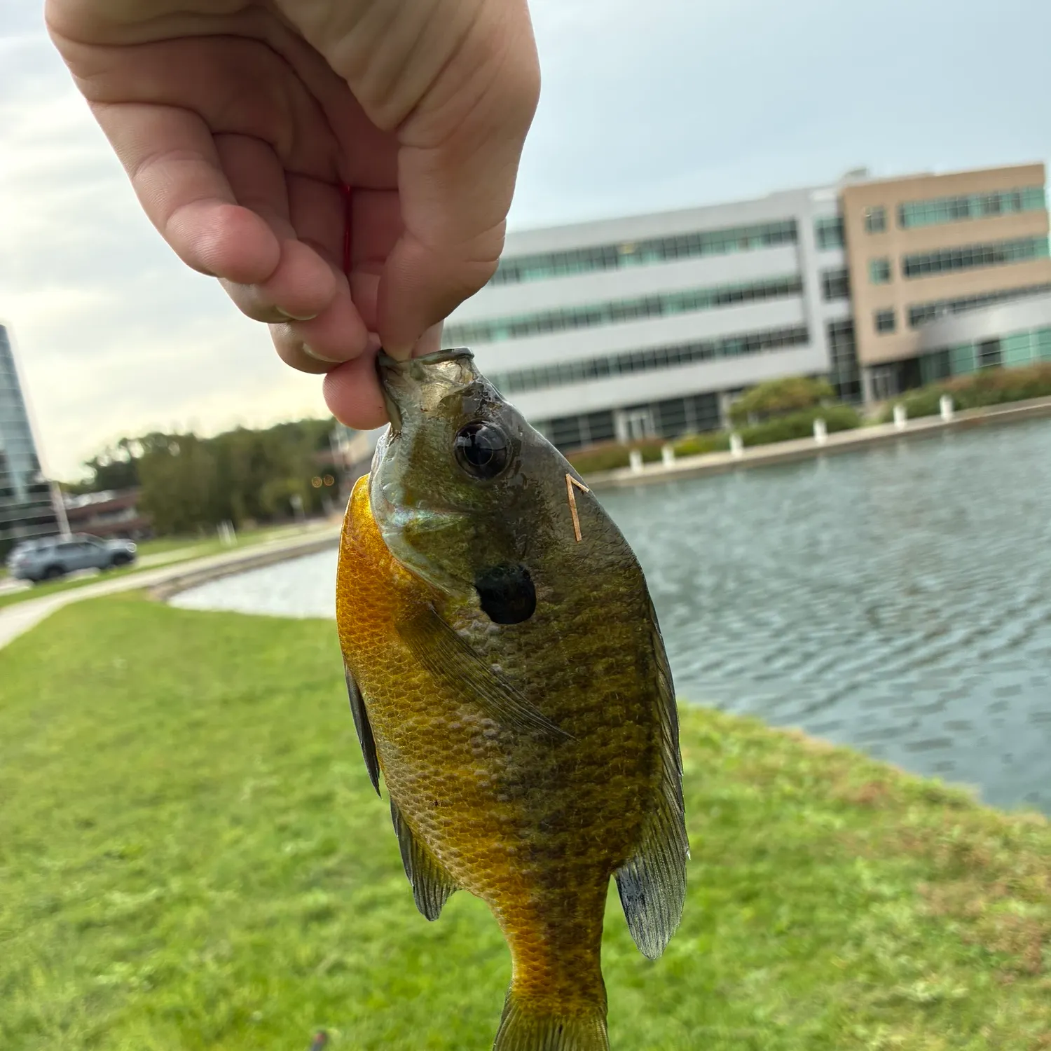 Bluegill caught on Fishbrain