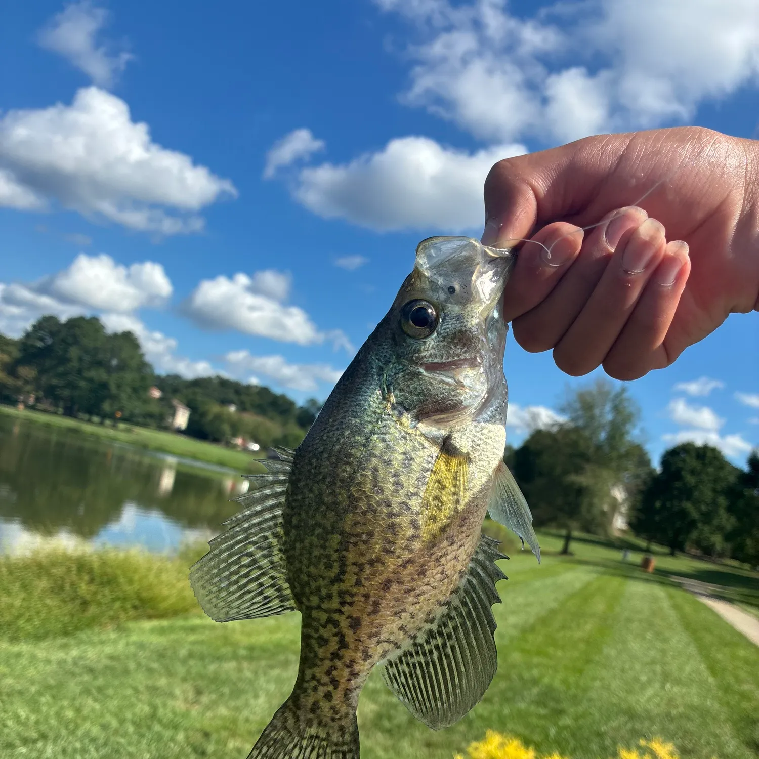 Black crappie caught on Fishbrain