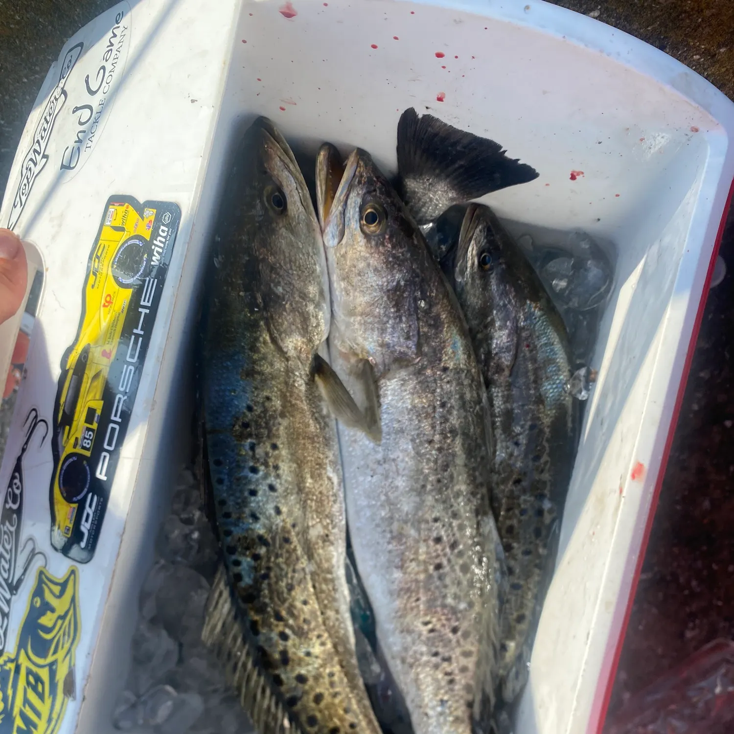 recently logged catches