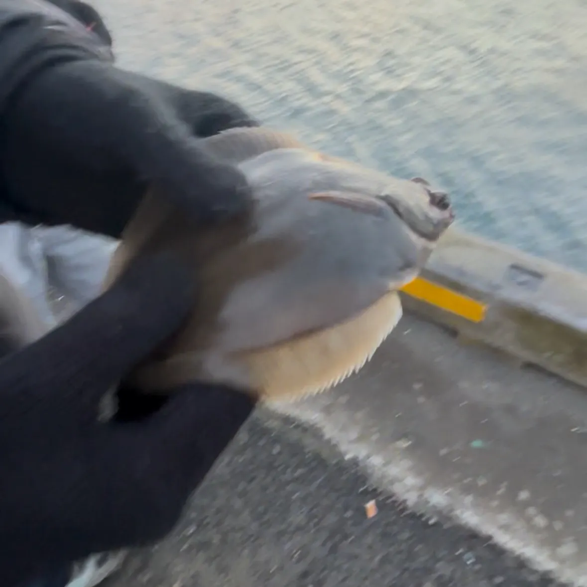 The most recent Common dab catches on Fishbrain