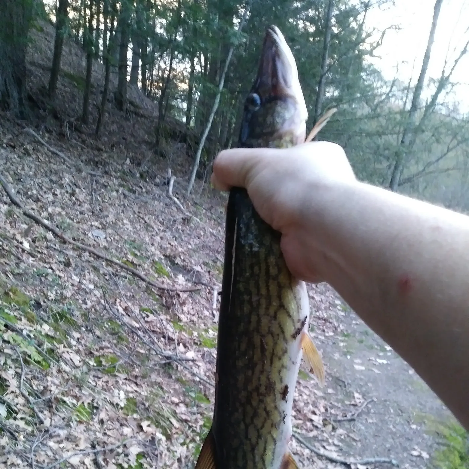 recently logged catches