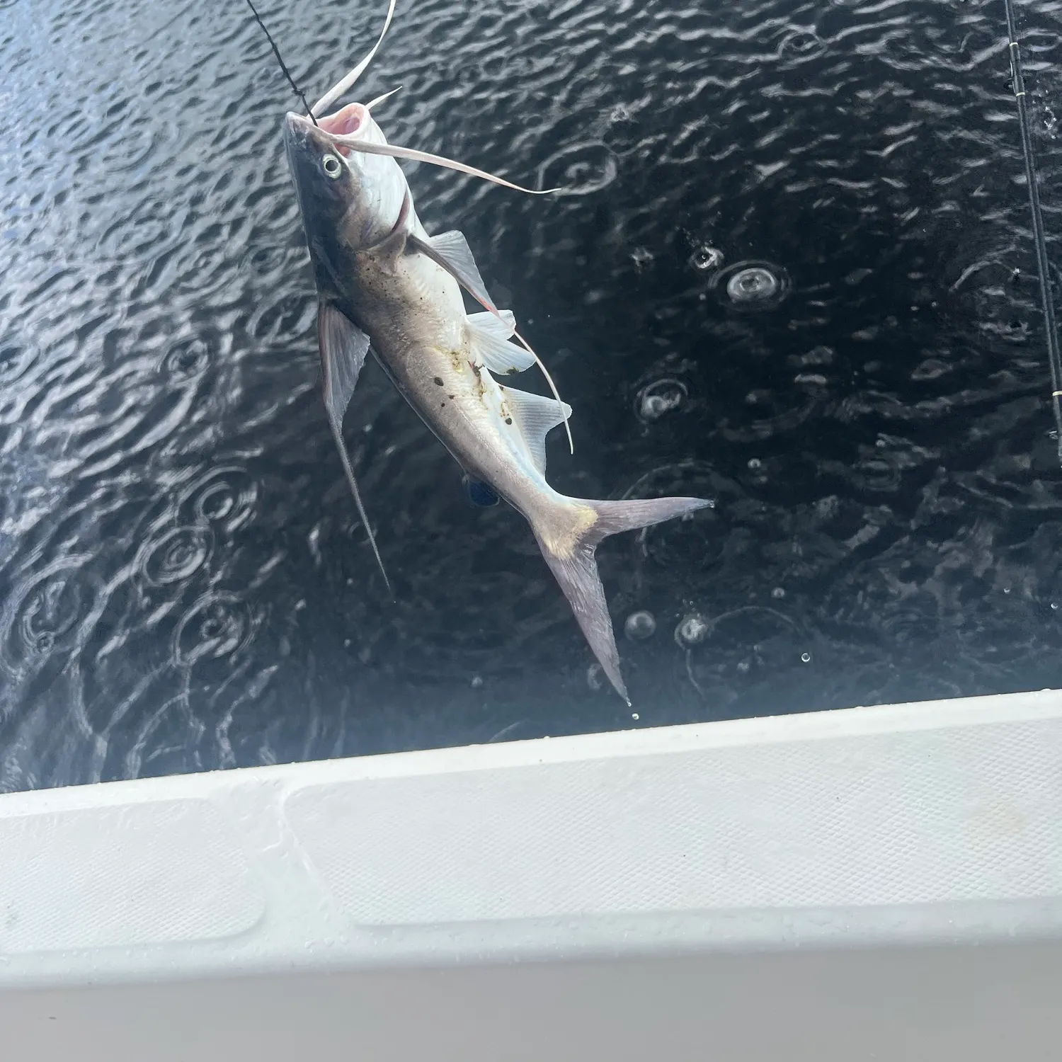 Gafftopsail sea catfish caught on Fishbrain