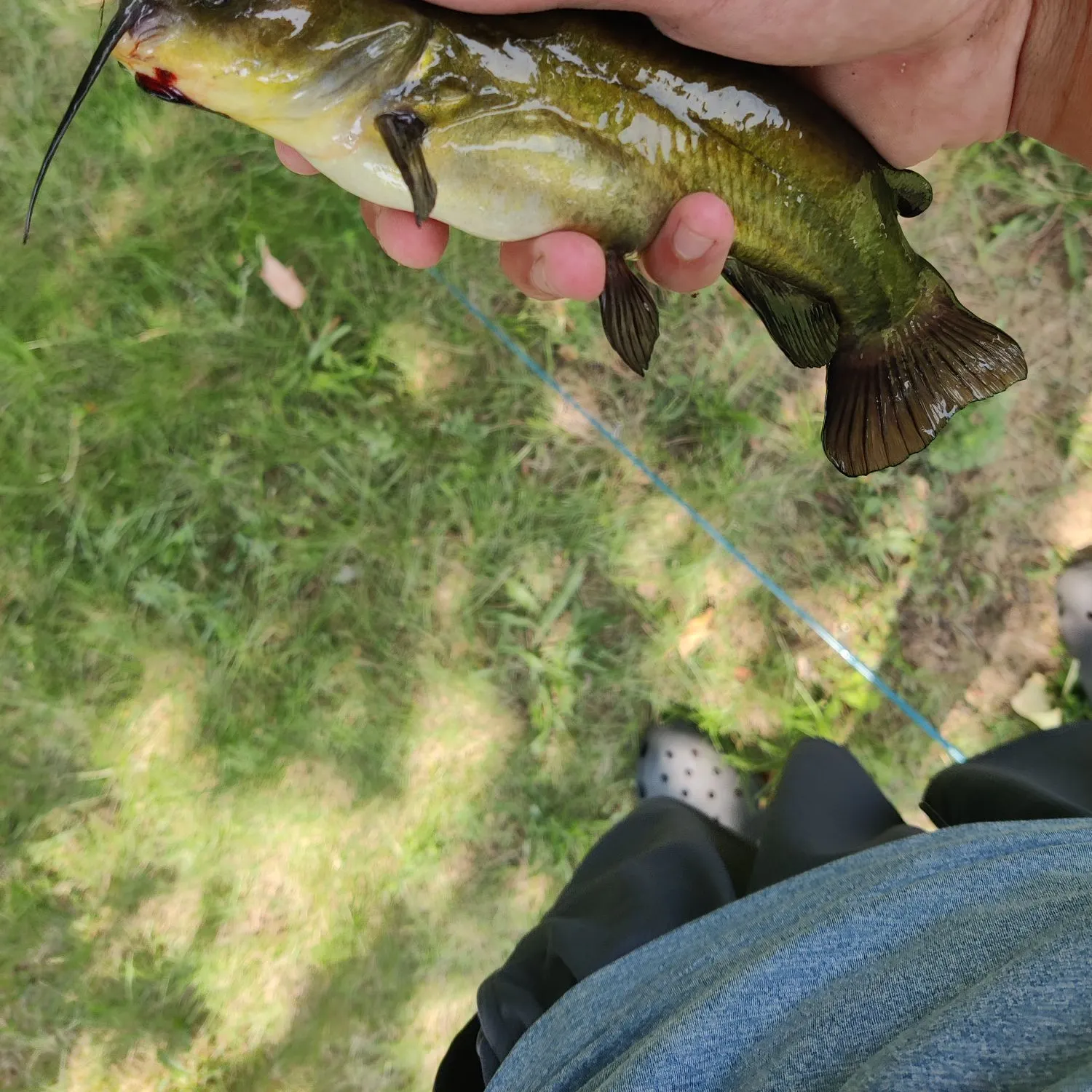 Yellow bullhead caught on Fishbrain
