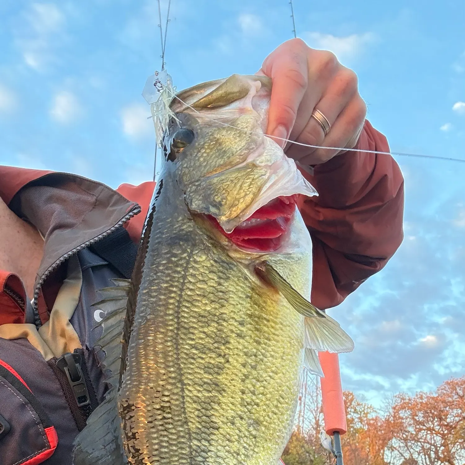 Largemouth bass caught on Fishbrain