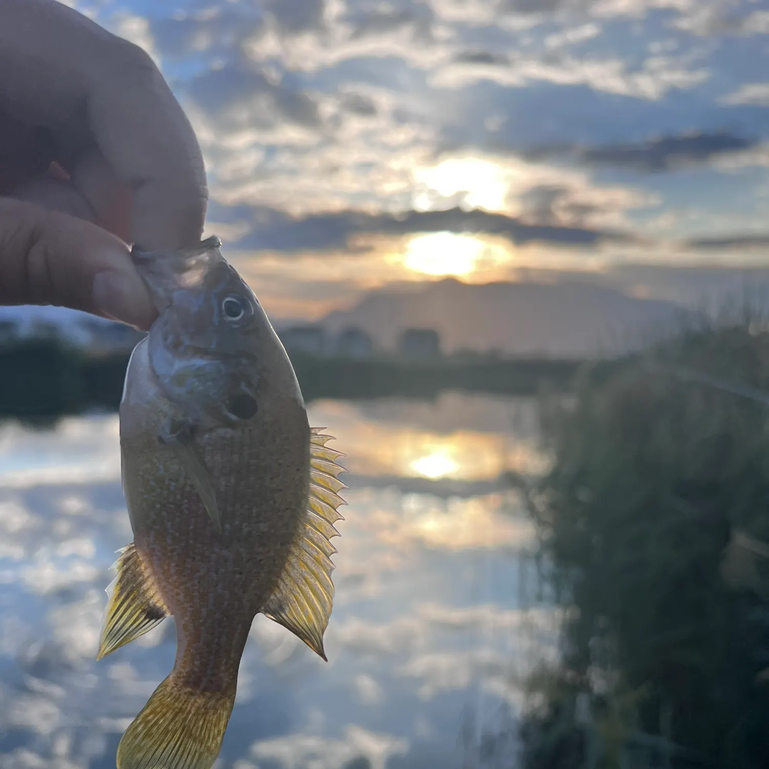 Green sunfish caught on Fishbrain