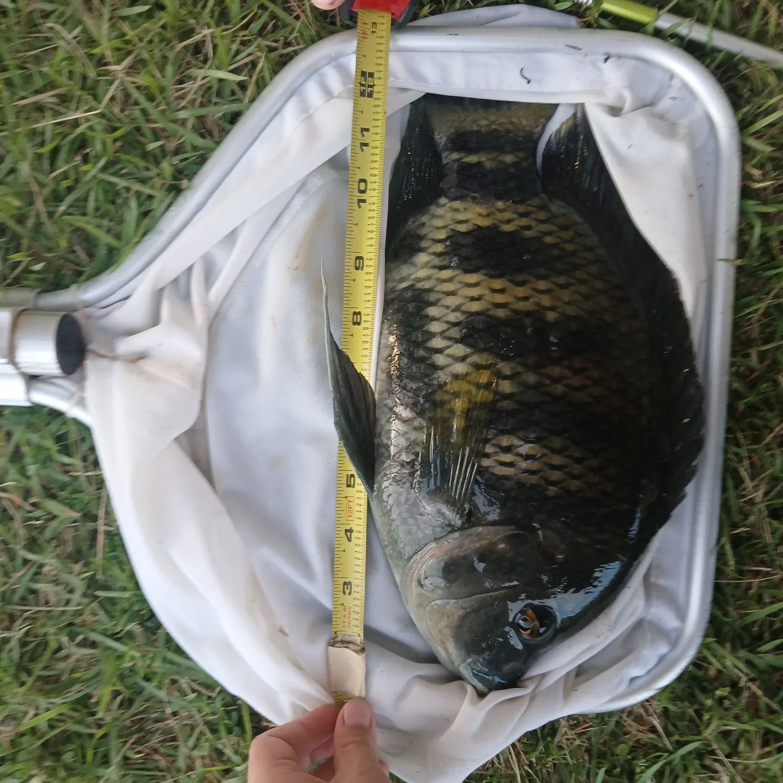 Zebra tilapia caught on Fishbrain