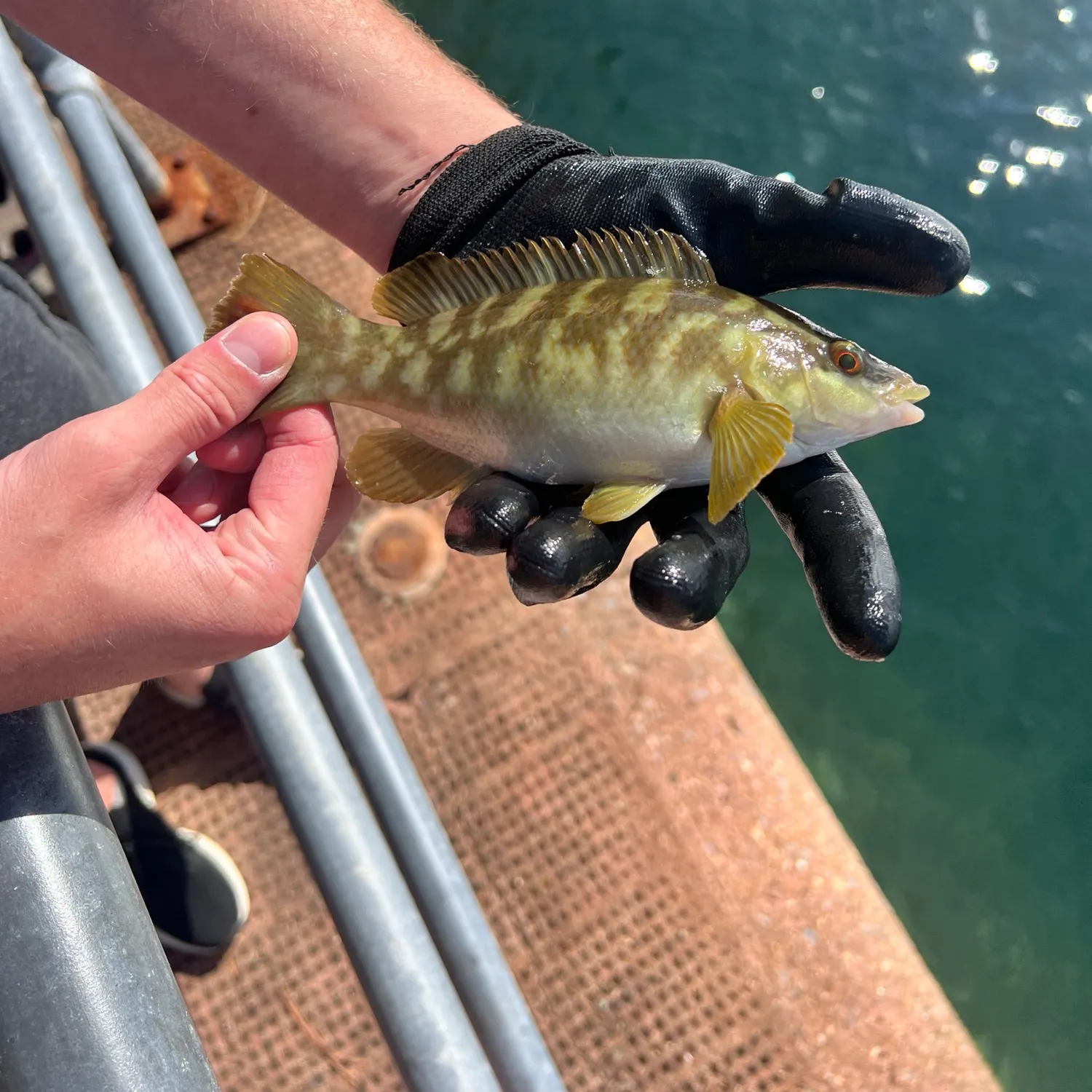 Ballan wrasse caught on Fishbrain