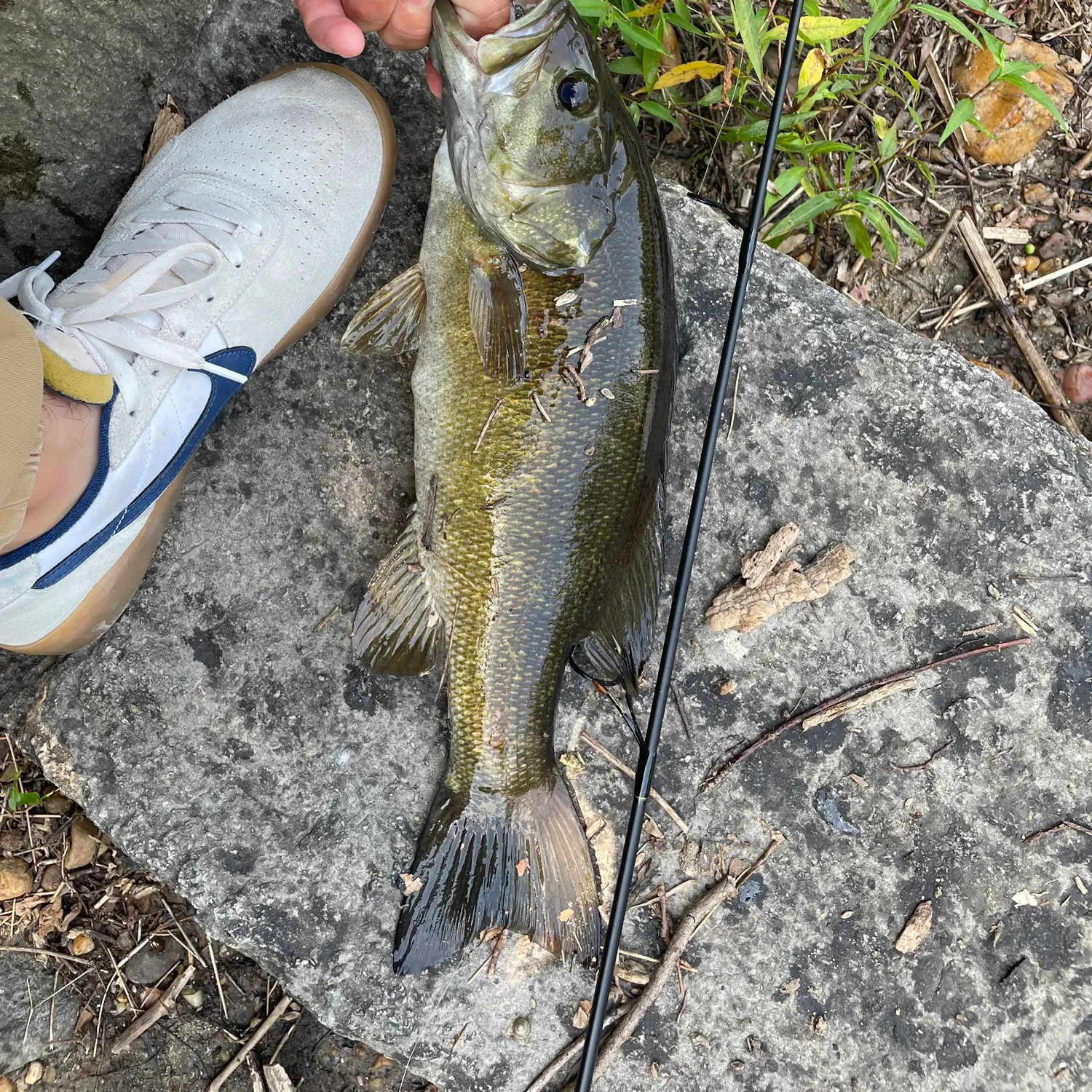 The most recent Smallmouth bass catches on Fishbrain
