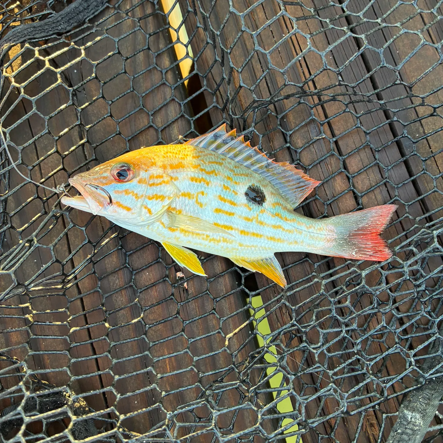 Lane snapper caught on Fishbrain